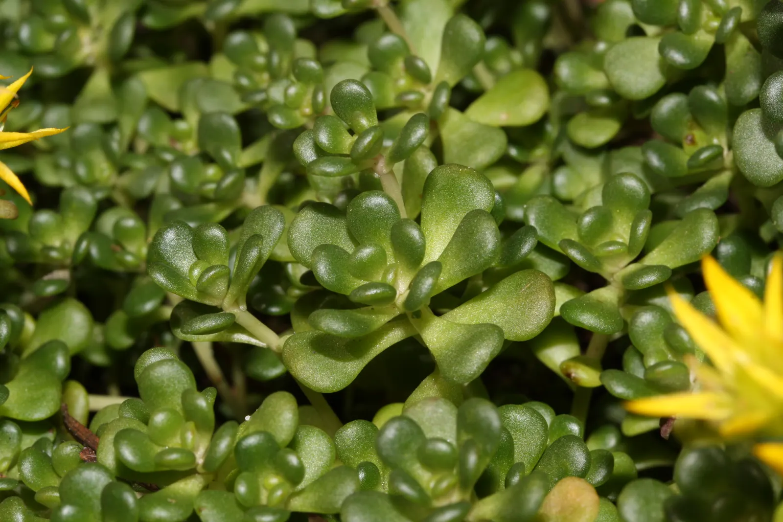 Oregon Stonecrop (Sedum Oreganum) — It boasts fleshy, evergreen leaves that form low, sprawling mats up to 4 inches high and 12 inches wide