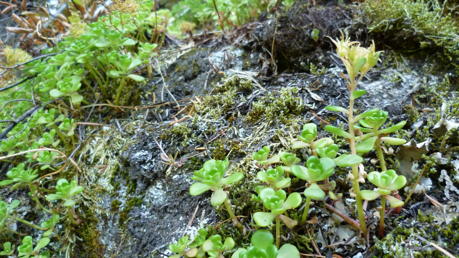 Oregon Stonecrop (Sedum Oreganum) — Sedum oreganum requires minimal additional watering
