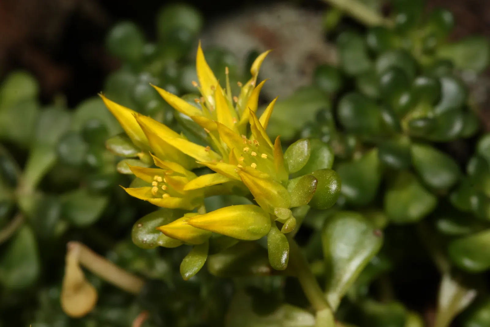 Oregon Stonecrop (Sedum Oreganum) — Ideal for rock gardens and green roofs
