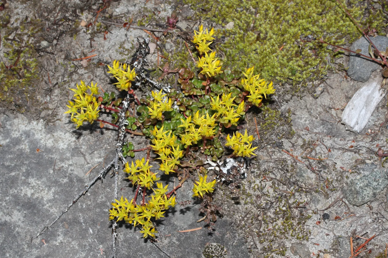 Oregon Stonecrop (Sedum Oreganum) — or in alpine plantings.<br><br>The Oregon Stonecrop boasts fleshy