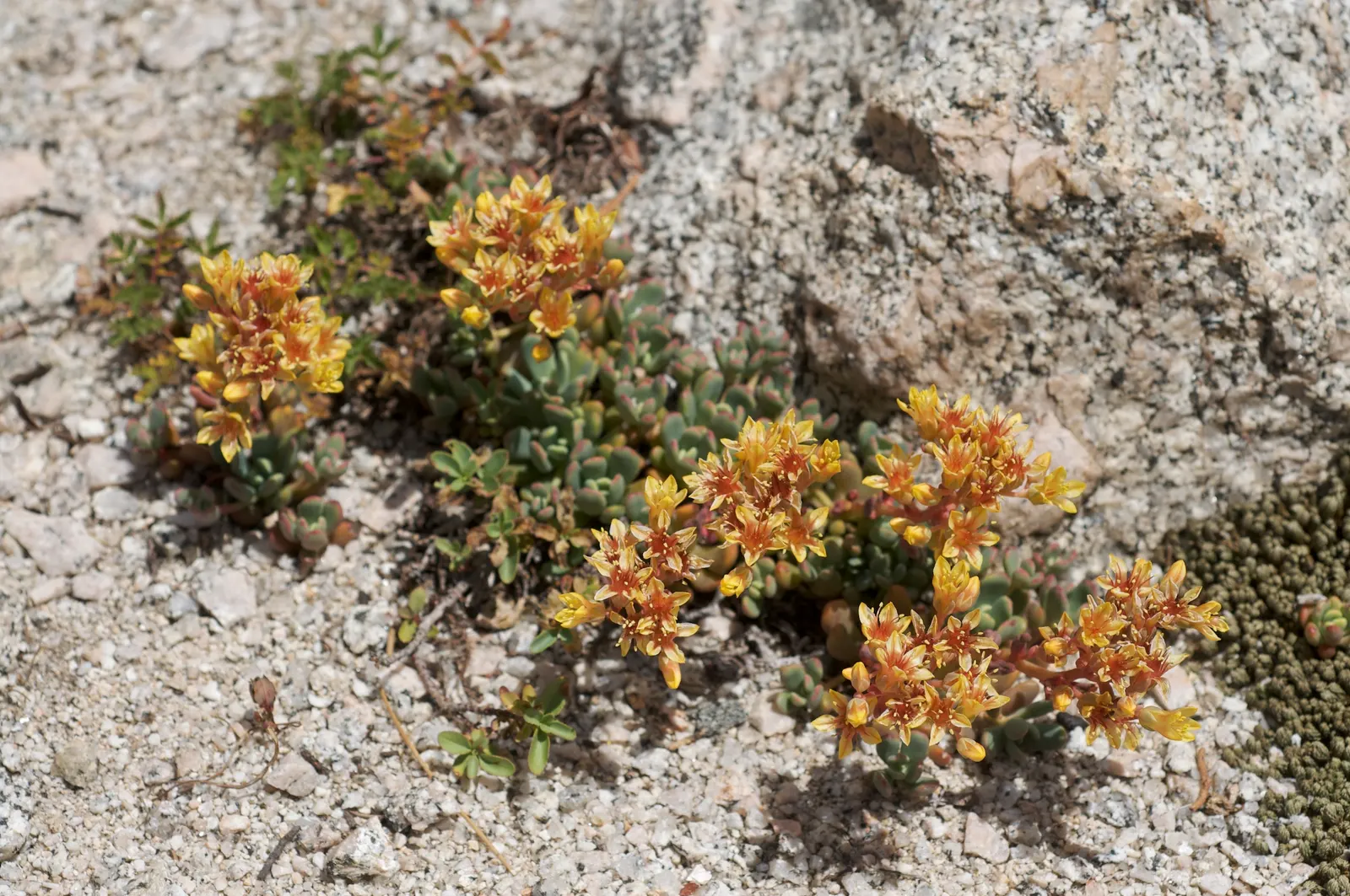 Oregon Stonecrop (Sedum Oreganum) — reflecting its adaptability to a variety of climatic conditions