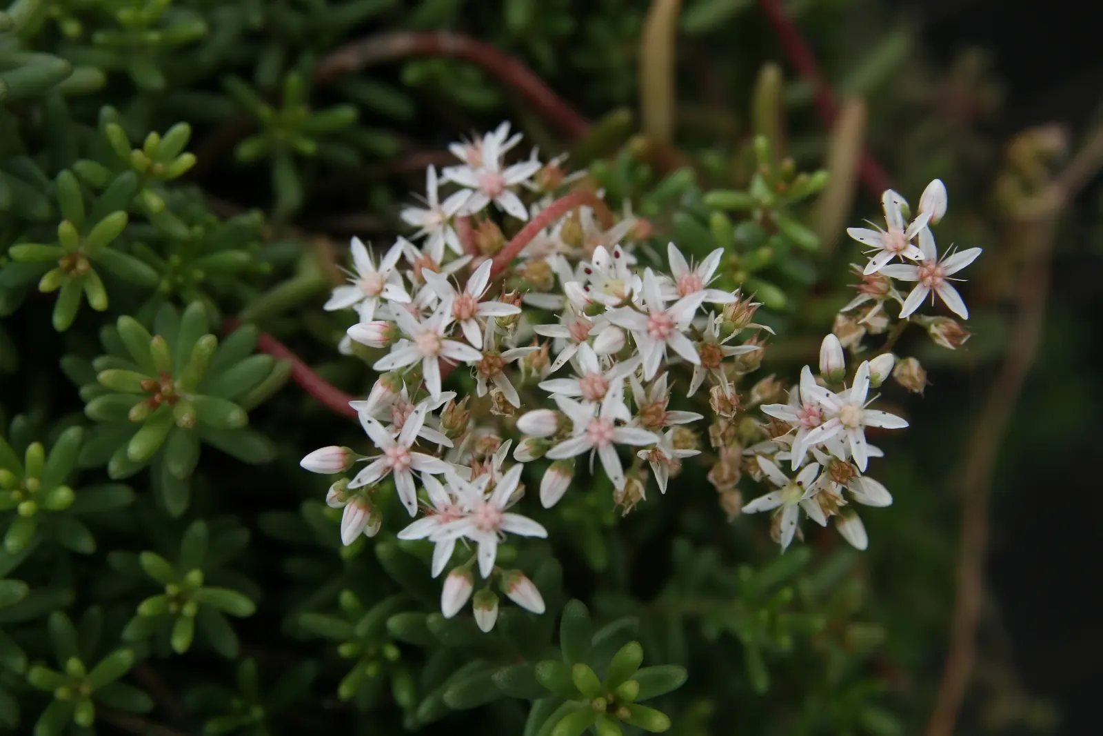 Oregon Stonecrop (Sedum Oreganum) — It is adept at resisting pests and diseases, ensuring a robust and thriving garden presence