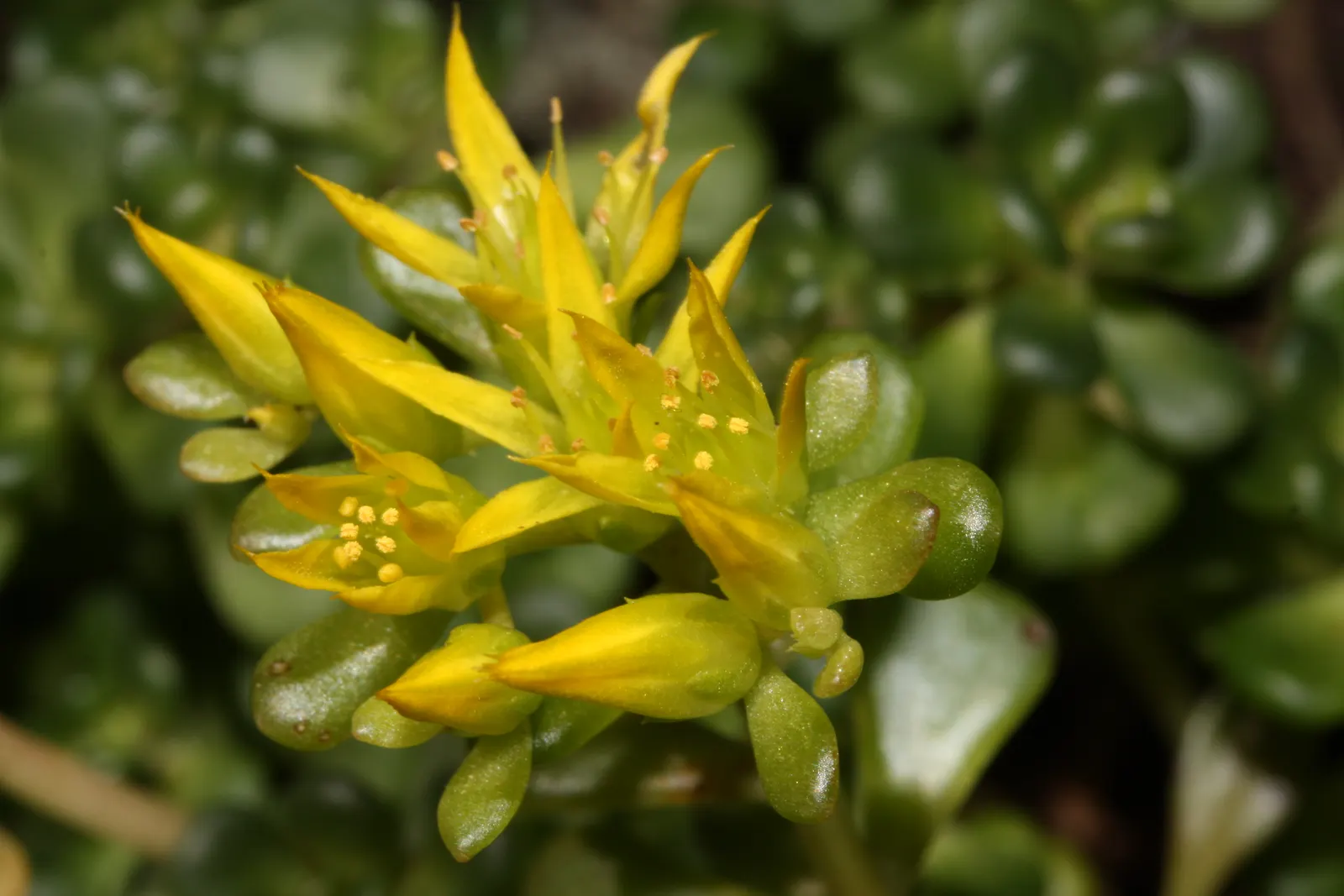Oregon Stonecrop (Sedum Oreganum) — is a perennial succulent native to the Pacific Northwest