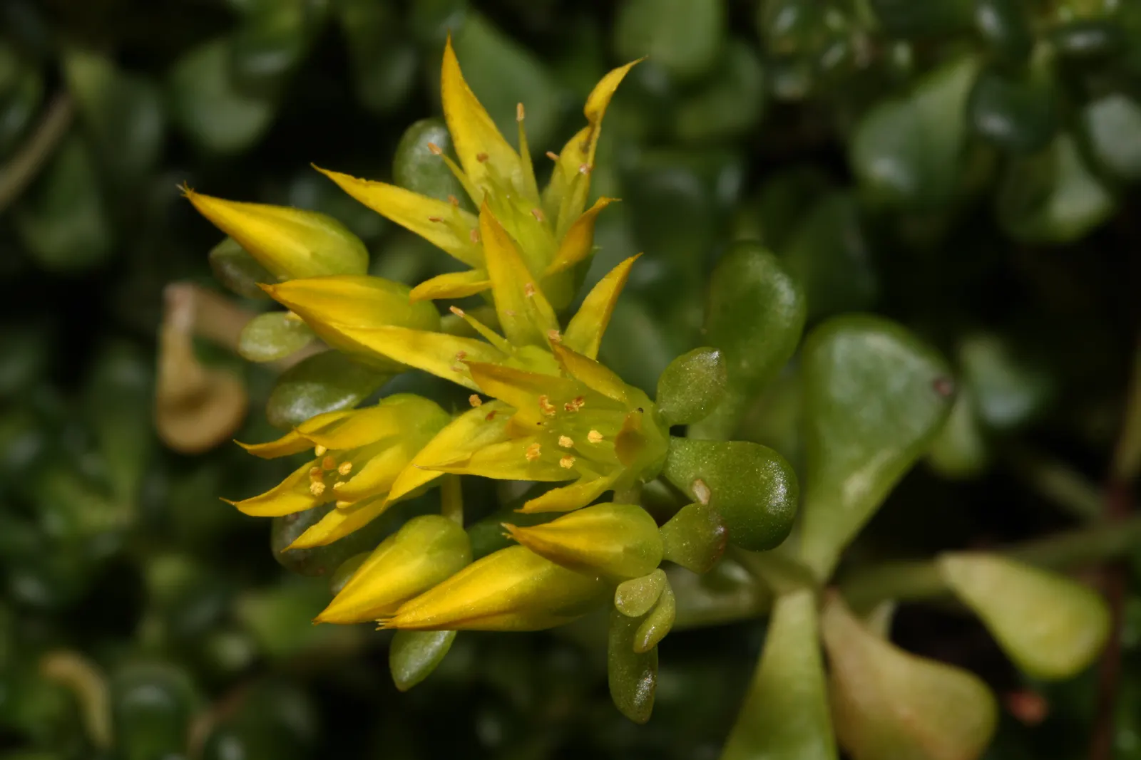 Oregon Stonecrop (Sedum Oreganum) — In summer, bright yellow flowers add vibrant contrast