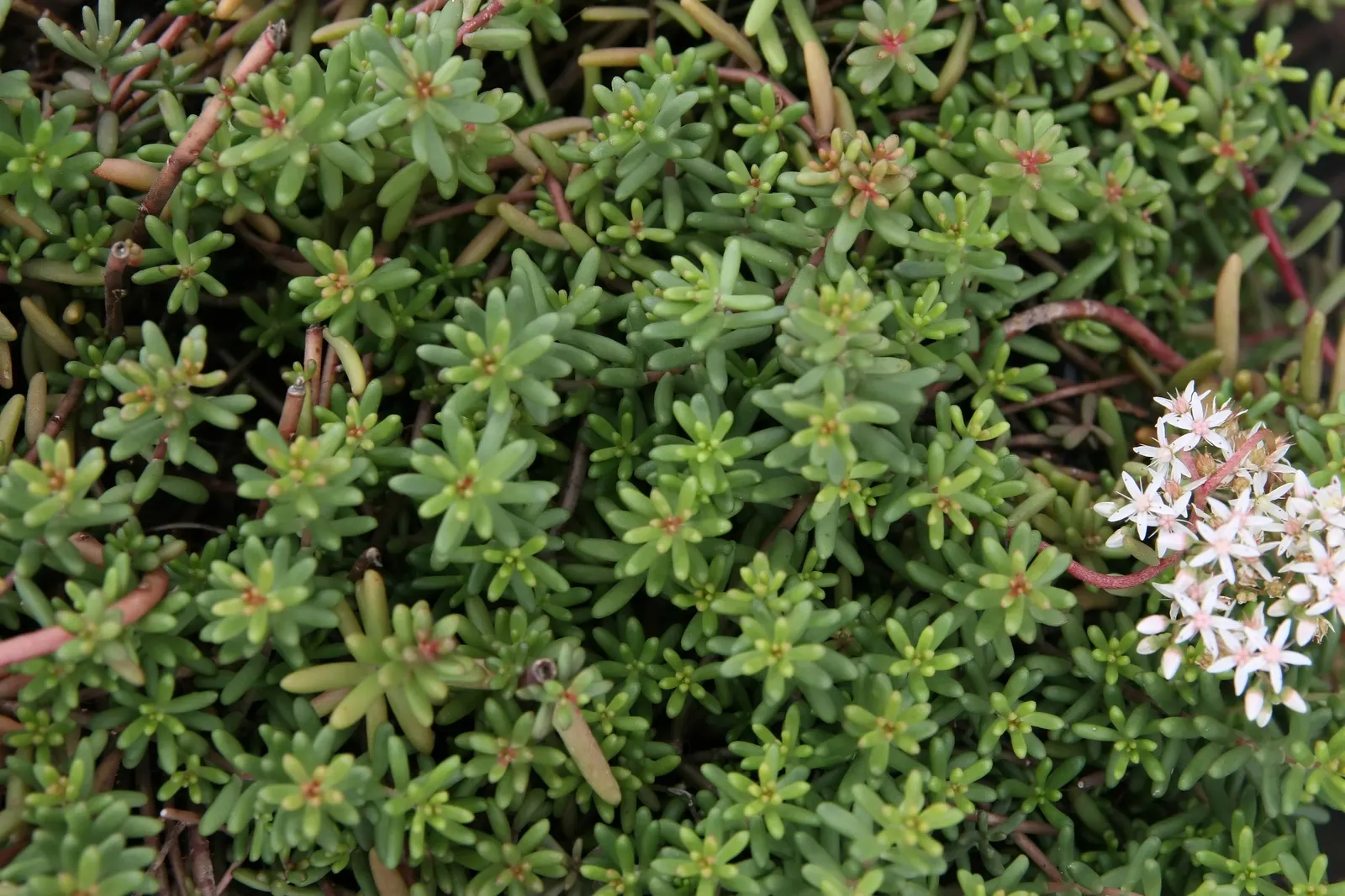 Oregon Stonecrop (Sedum Oreganum) — USDA hardiness zones for the Oregon Stonecrop range from 5 through 9