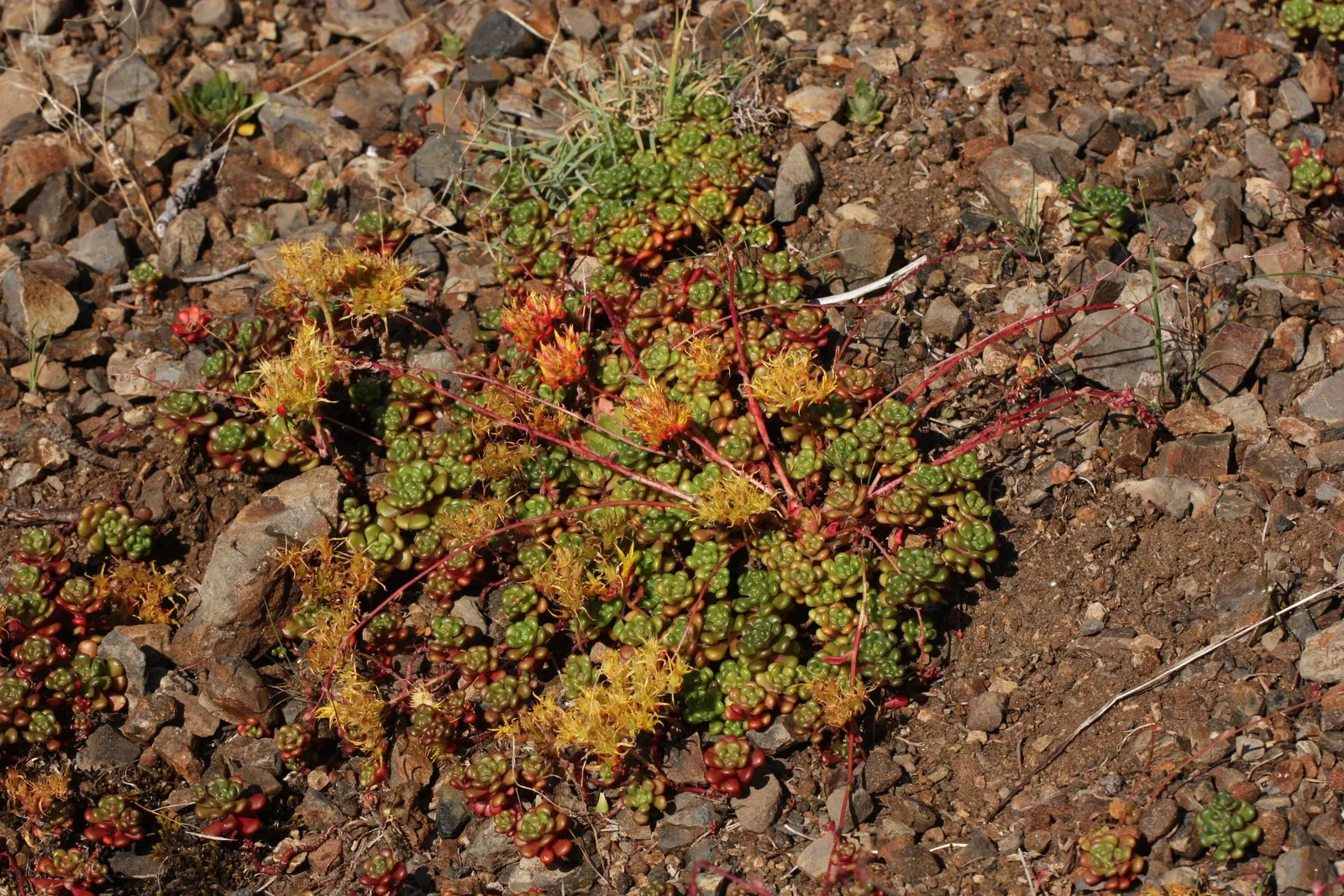 Oregon Stonecrop (Sedum Oreganum) — This native offers easy maintenance and year-round interest