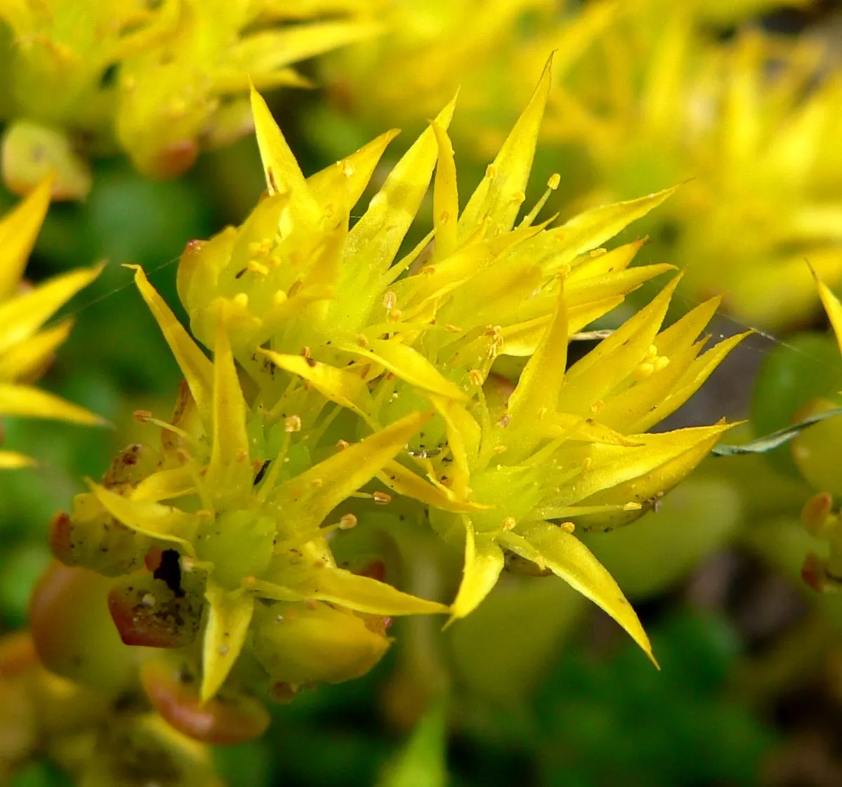 Oregon Stonecrop (Sedum Oreganum) — Oregon Stonecrop, or Sedum oreganum, is a hardy, drought-tolerant succulent