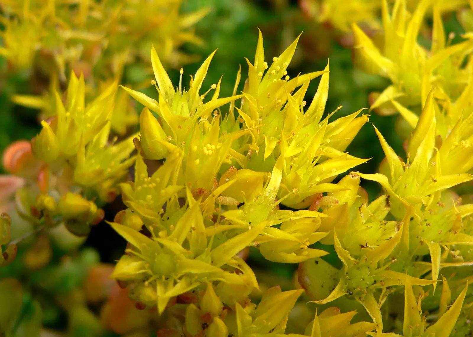 Oregon Stonecrop (Sedum Oreganum) — exuding a deep green hue which can turn to a brilliant red during periods of stress