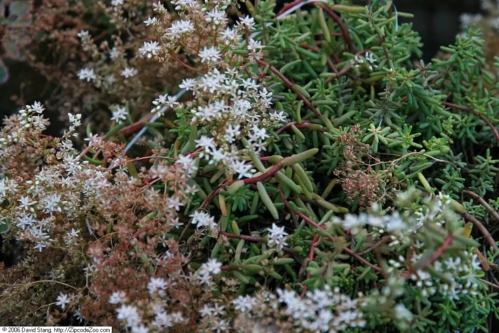 Oregon Stonecrop (Sedum Oreganum) — ensuring resilience in differing temperature extremes