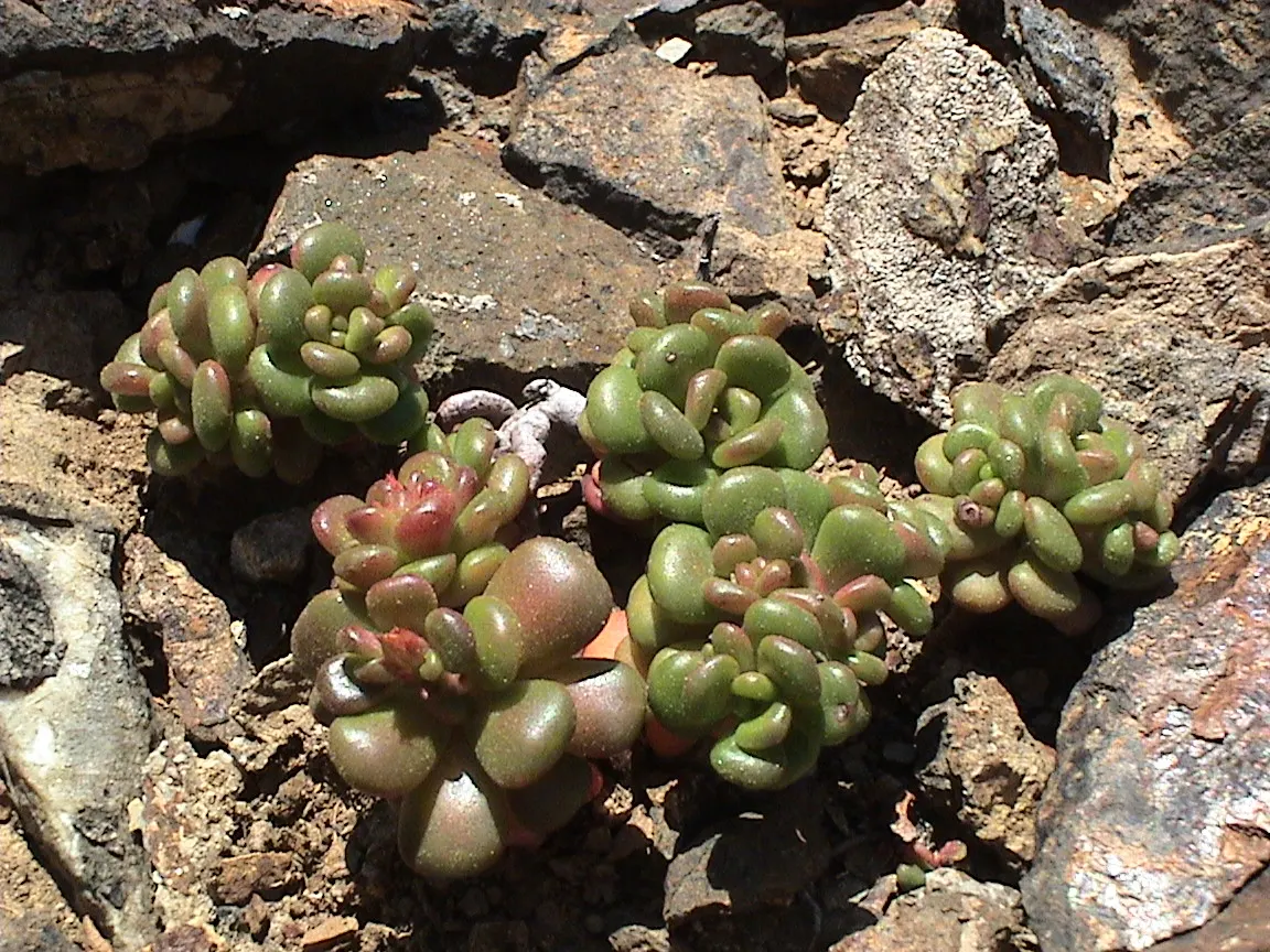 Oregon Stonecrop (Sedum Oreganum) — Sedum oreganum typically grows to a modest height of 4 to 8 inches