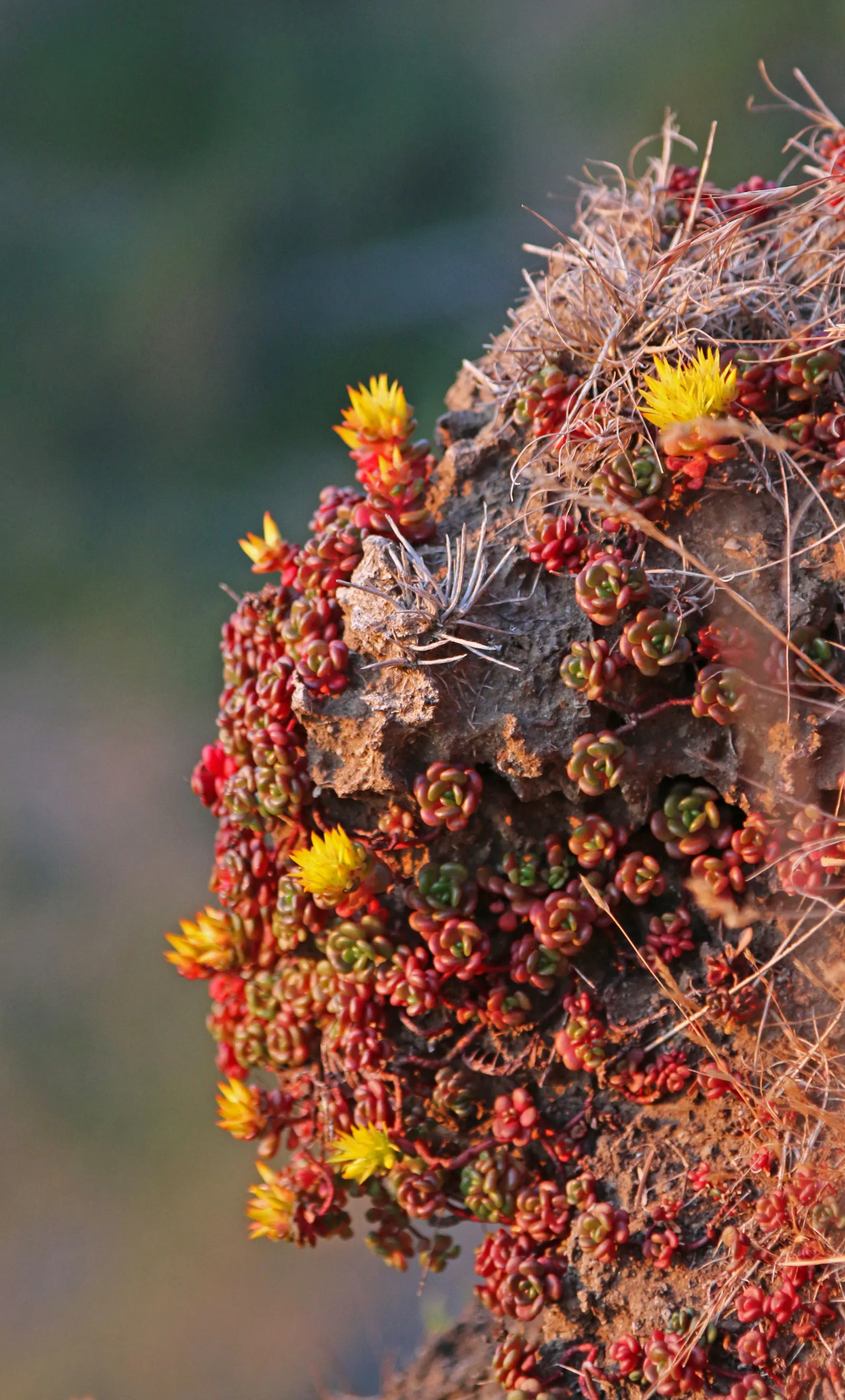 Oregon Stonecrop (Sedum Oreganum) — scientifically known as Sedum oreganum
