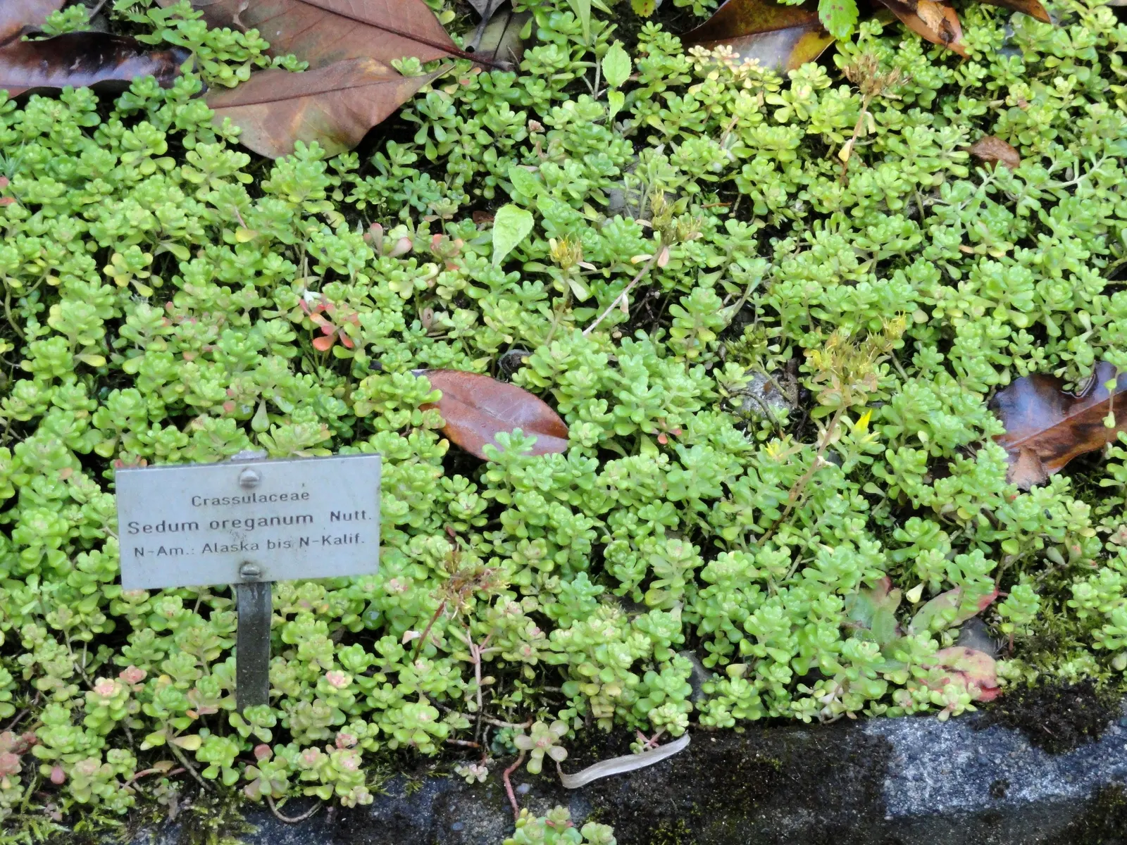 Oregon Stonecrop (Sedum Oreganum) — preferring full sun to partial shade and well-draining soil