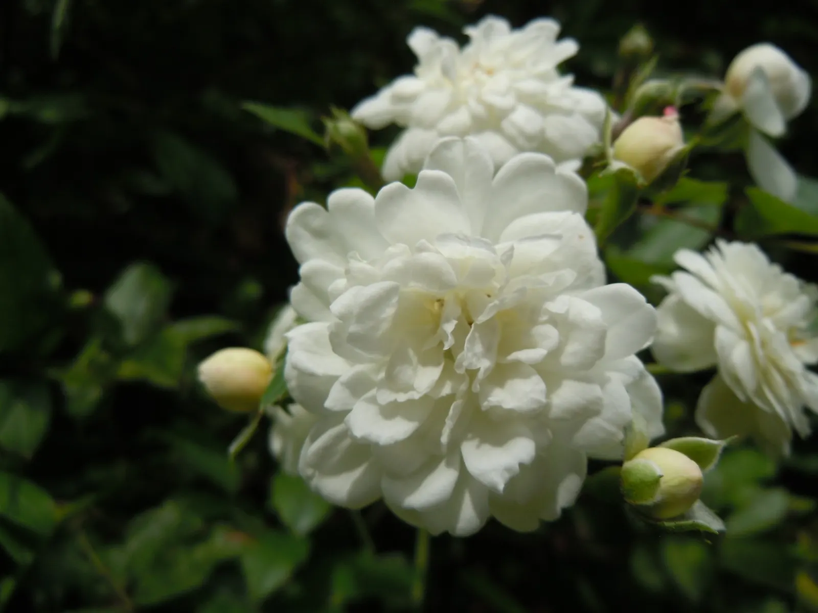 Lady Banks' Rose (Rosa Banksiae) — scientifically known as Rosa banksiae; dark green foliage that serves as a stunning backdrop to the mass of, image 60