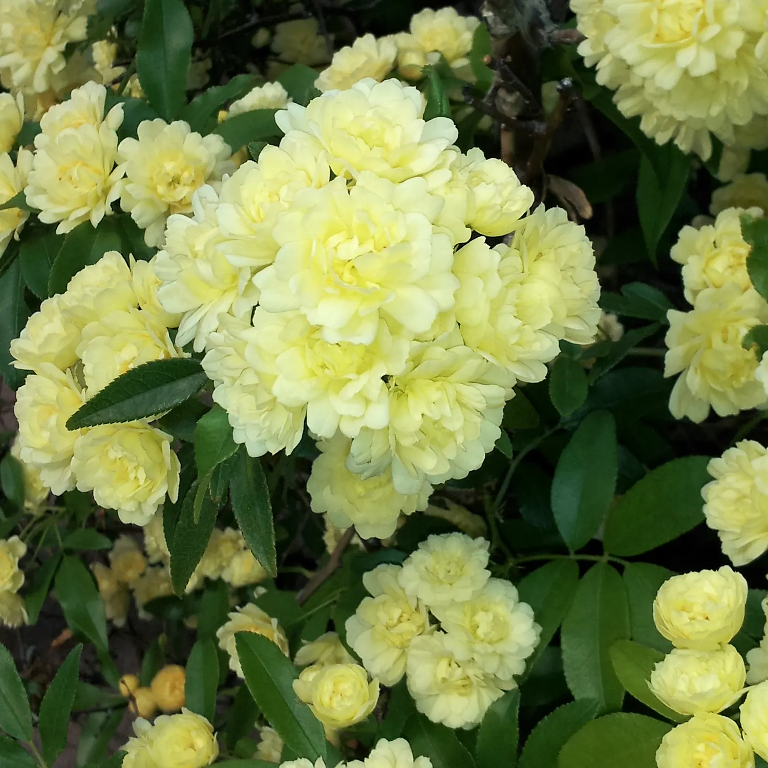 Lady Banks' Rose (Rosa Banksiae) — Plant in well-drained soil with full sun to partial shade; white flowers in the garden