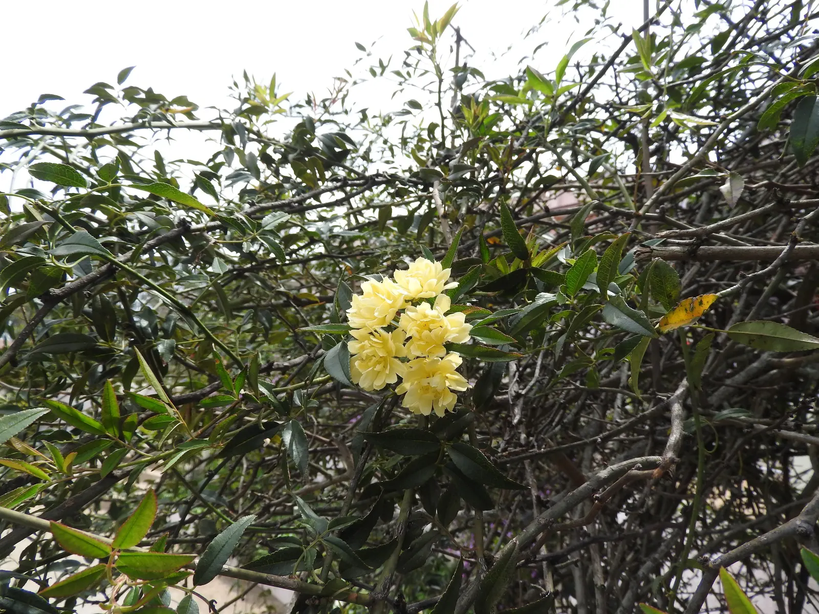 Lady Banks' Rose (Rosa Banksiae) — Plant in well-drained soil with full sun to partial shade; white flowers in the garden, image 58