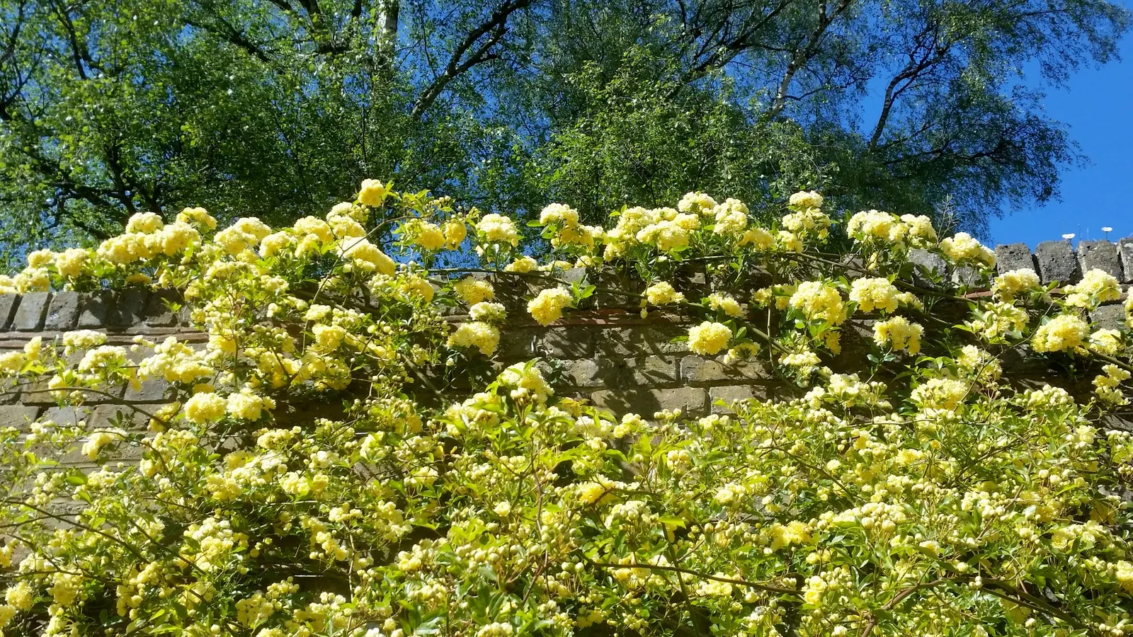 Lady Banks' Rose (Rosa Banksiae) — is a timeless and classic choice for an ornamental landscape element; this rose flourishes in full sun to partial shade