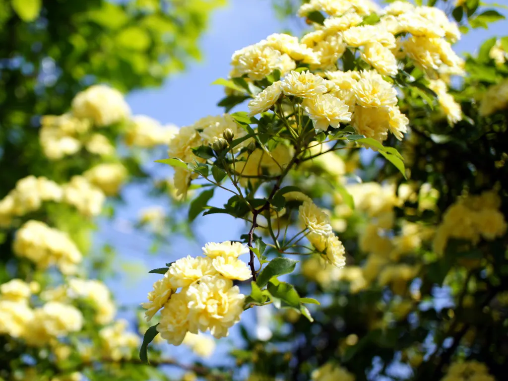 Lady Banks' Rose (Rosa Banksiae) — When positioning the Lady Banks' Rose; which can reach impressive lengths of up to 20 feet