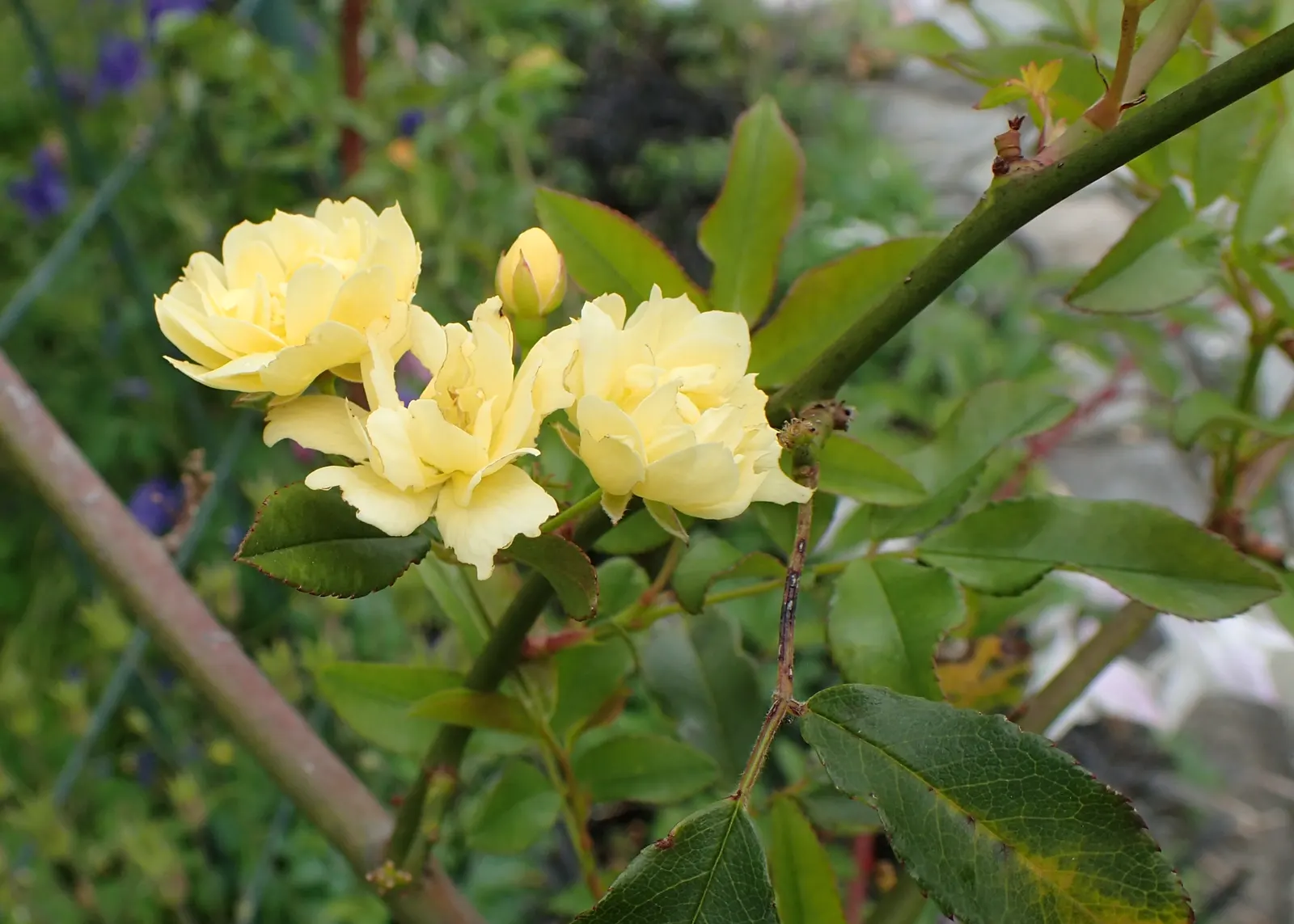 Lady Banks' Rose (Rosa Banksiae) — which can reach impressive lengths of up to 20 feet; scientifically known as Rosa banksiae