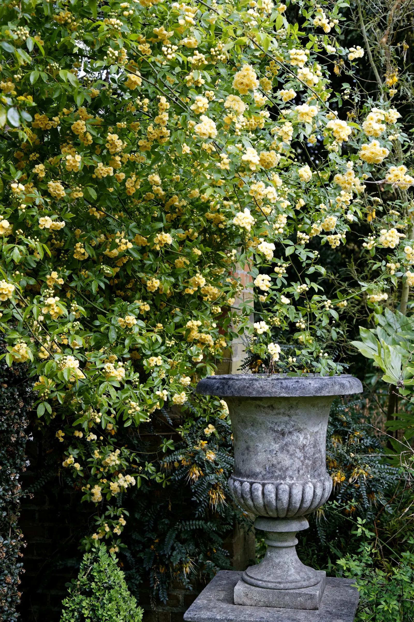 Lady Banks' Rose (Rosa Banksiae) — providing an excellent option for trellises or arbors; aligning well with xeriscape principles.<br><br>Hardy in USDA zones 6