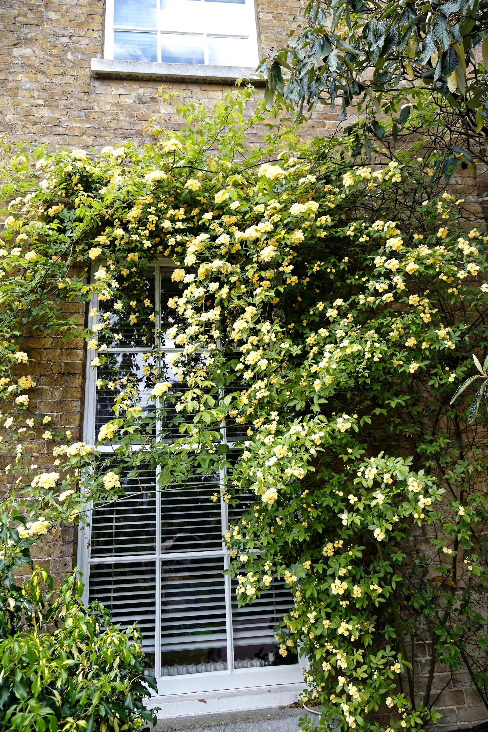 Lady Banks' Rose (Rosa Banksiae) — which can reach impressive lengths of up to 20 feet; scientifically known as Rosa banksiae, image 63