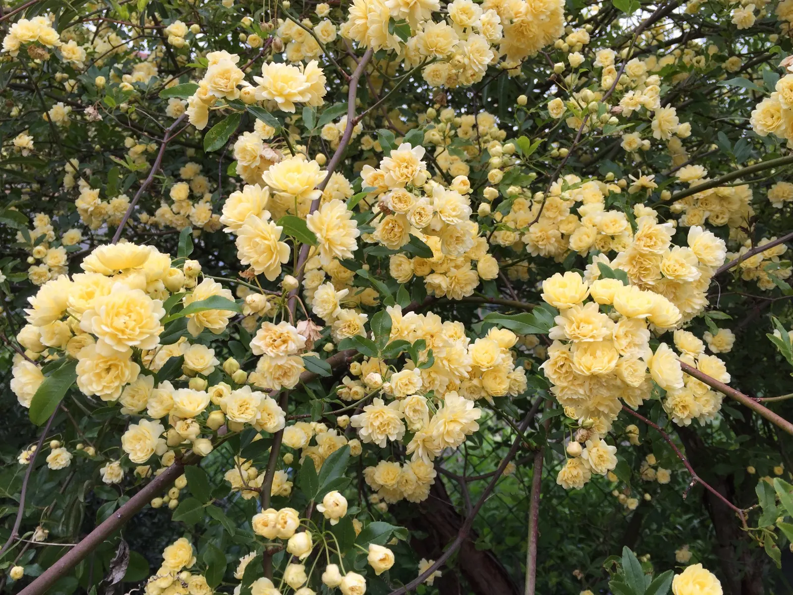 Lady Banks' Rose (Rosa Banksiae) — Hardy and low-maintenance, it's ideal for creating a charming, romantic landscape feature, image 59