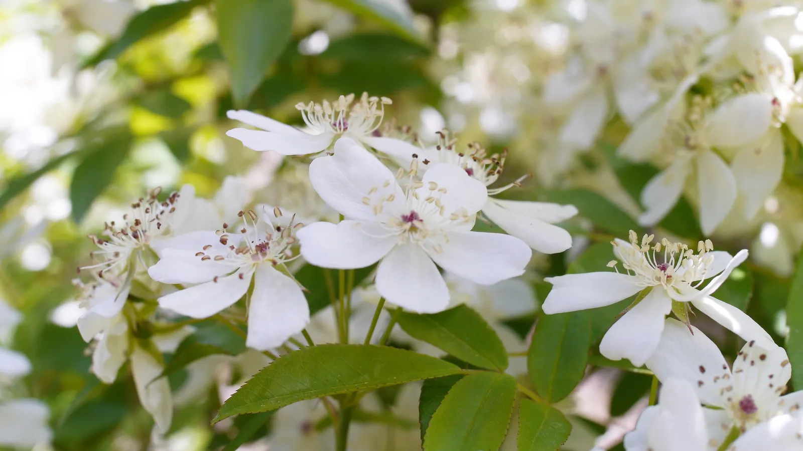 Lady Banks' Rose (Rosa Banksiae) — this rose flourishes in full sun to partial shade