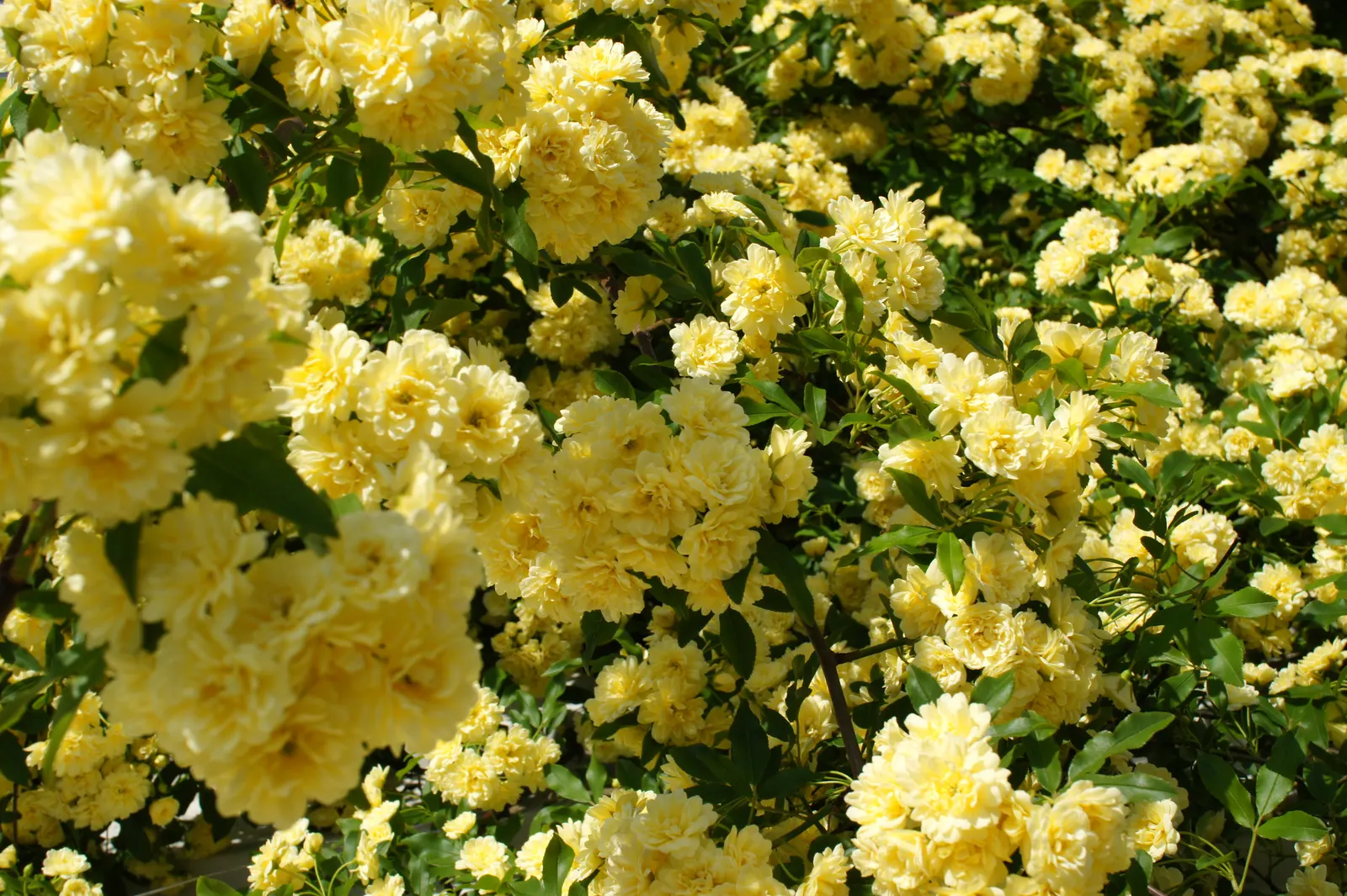 Lady Banks' Rose (Rosa Banksiae) — consider its mature spread; the Lady Banks' Rose requires minimal watering