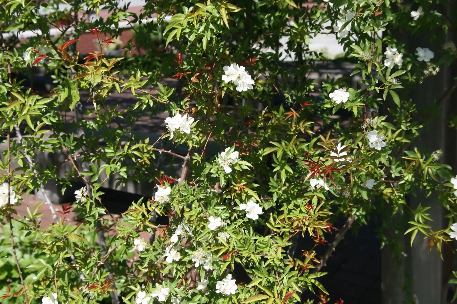Lady Banks' Rose (Rosa Banksiae) — scientifically known as Rosa banksiae