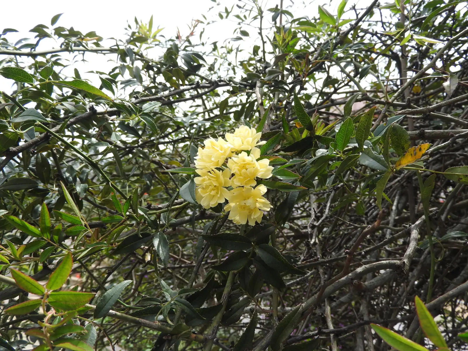 Lady Banks' Rose (Rosa Banksiae) — is a timeless and classic choice for an ornamental landscape element; this rose flourishes in full sun to, image 61