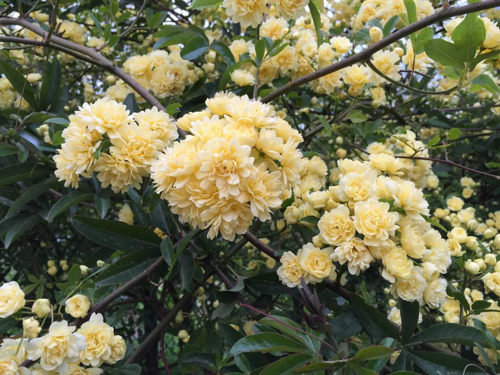 Lady Banks' Rose (Rosa Banksiae) — Plant in well-drained soil with full sun to partial shade