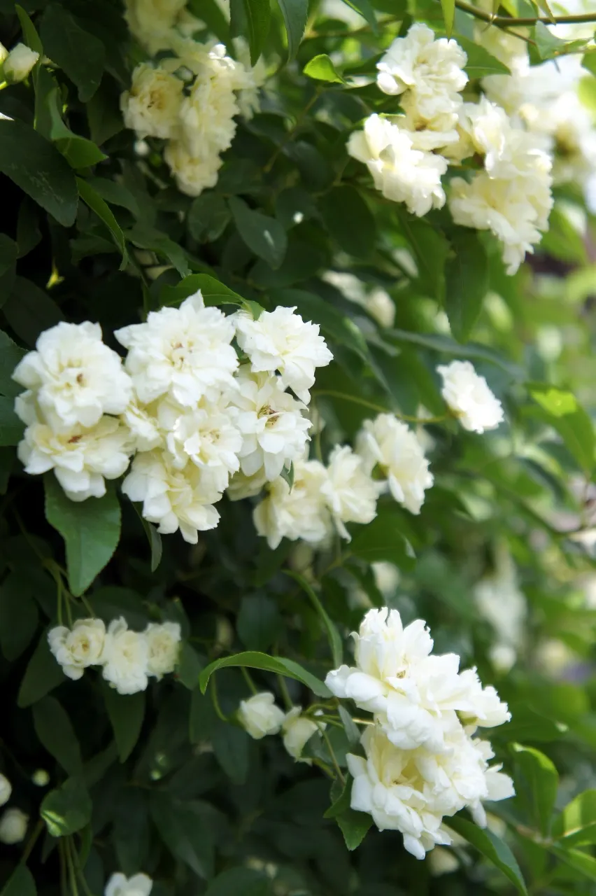Lady Banks' Rose (Rosa Banksiae) — providing an excellent option for trellises or arbors; aligning well with xeriscape principles.<br><br>Hardy in, image 57