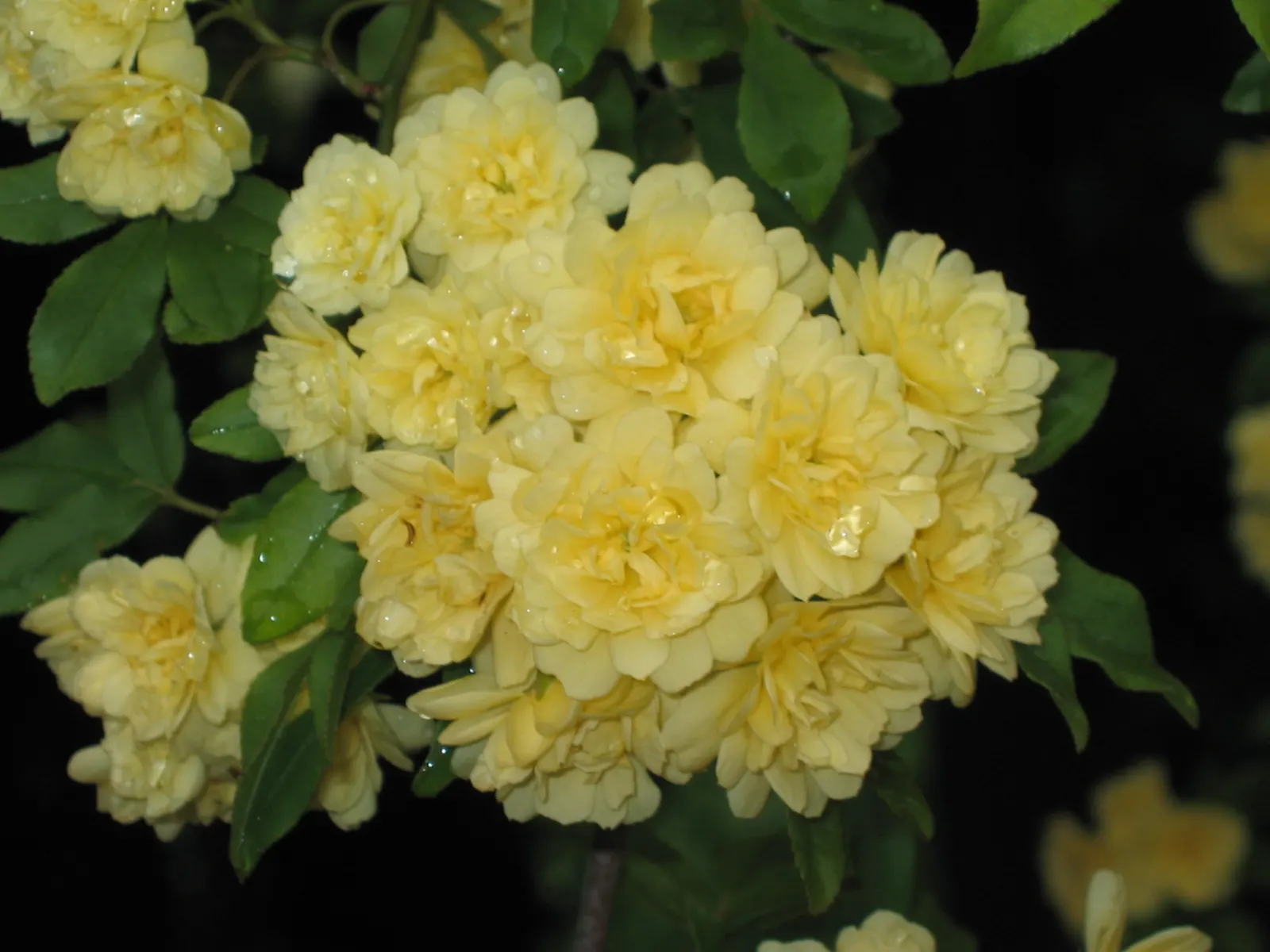 Lady Banks' Rose (Rosa Banksiae) — This thornless perennial can reach heights up to 20 feet and spreads up to 15 feet