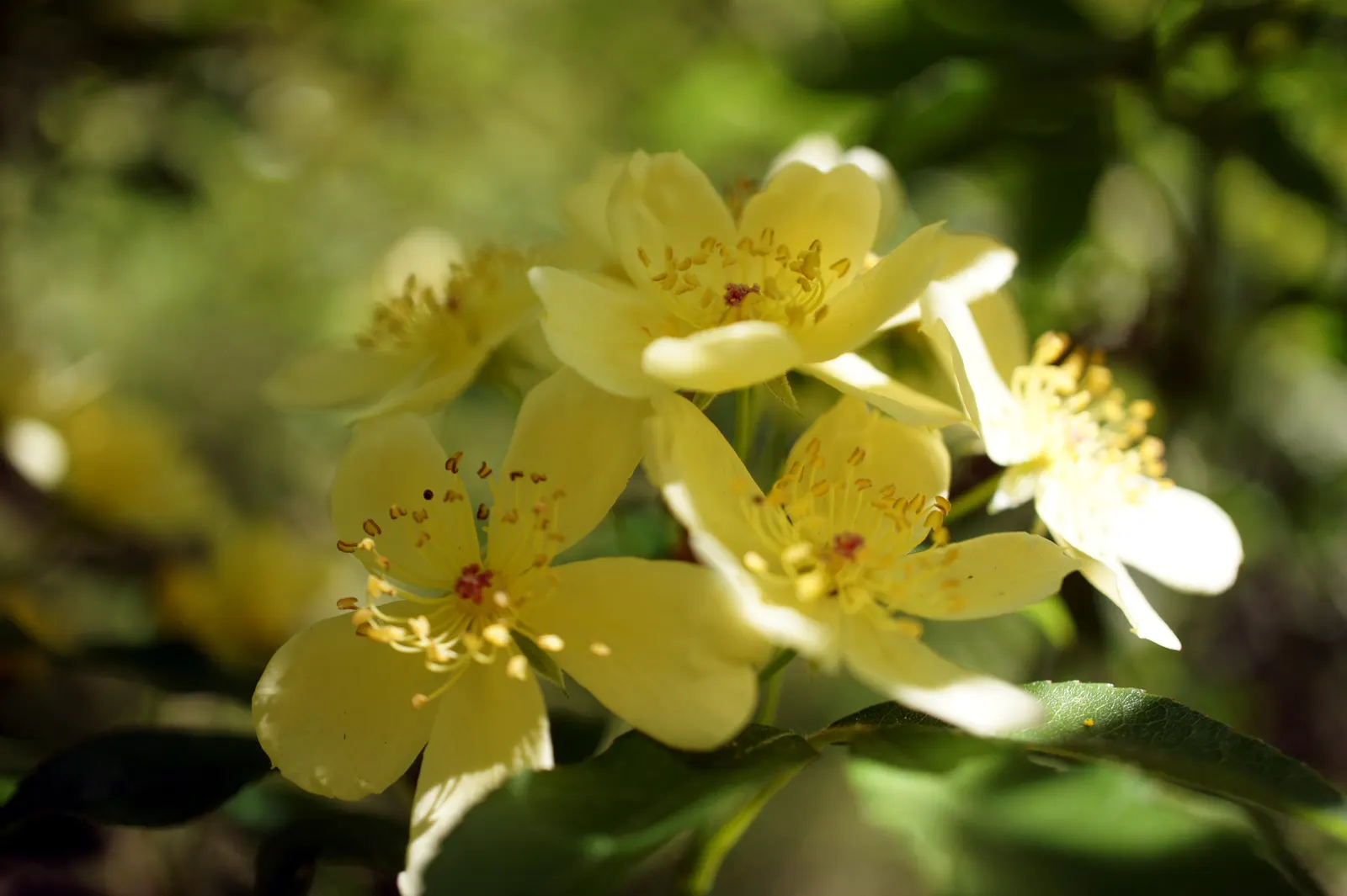 Lady Banks' Rose (Rosa Banksiae) — making it a suitable option for drought-prone regions