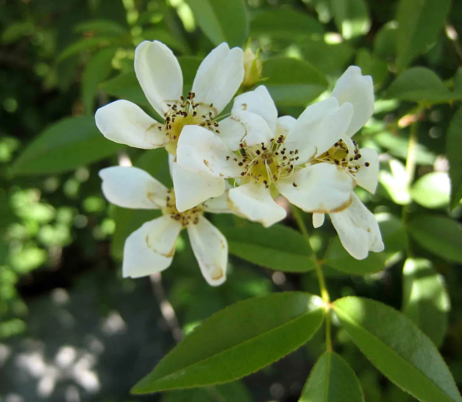 Lady Banks' Rose (Rosa Banksiae) — vine for full or half