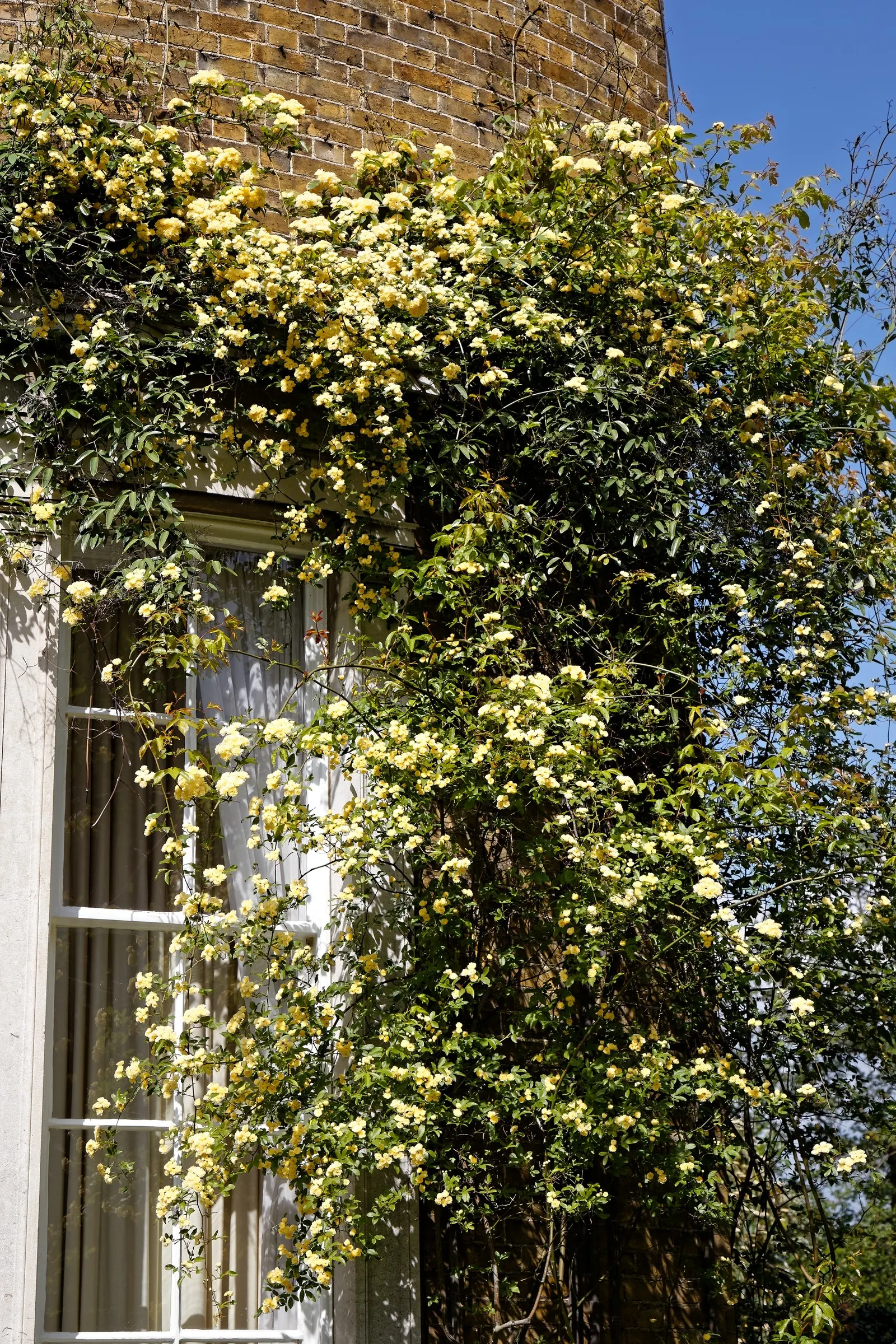 Lady Banks' Rose (Rosa Banksiae) — yellow or white flowers blooming profusely in spring