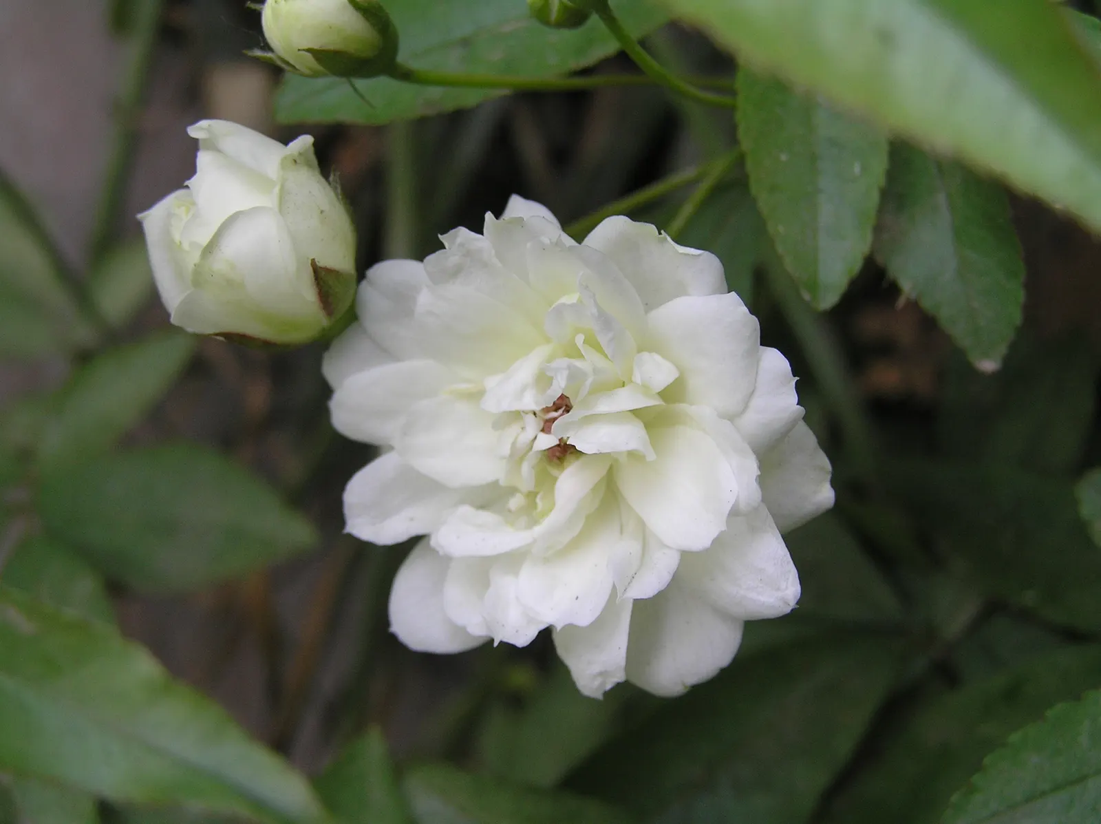 Lady Banks' Rose (Rosa Banksiae) — which can extend up to 8 to 10 feet