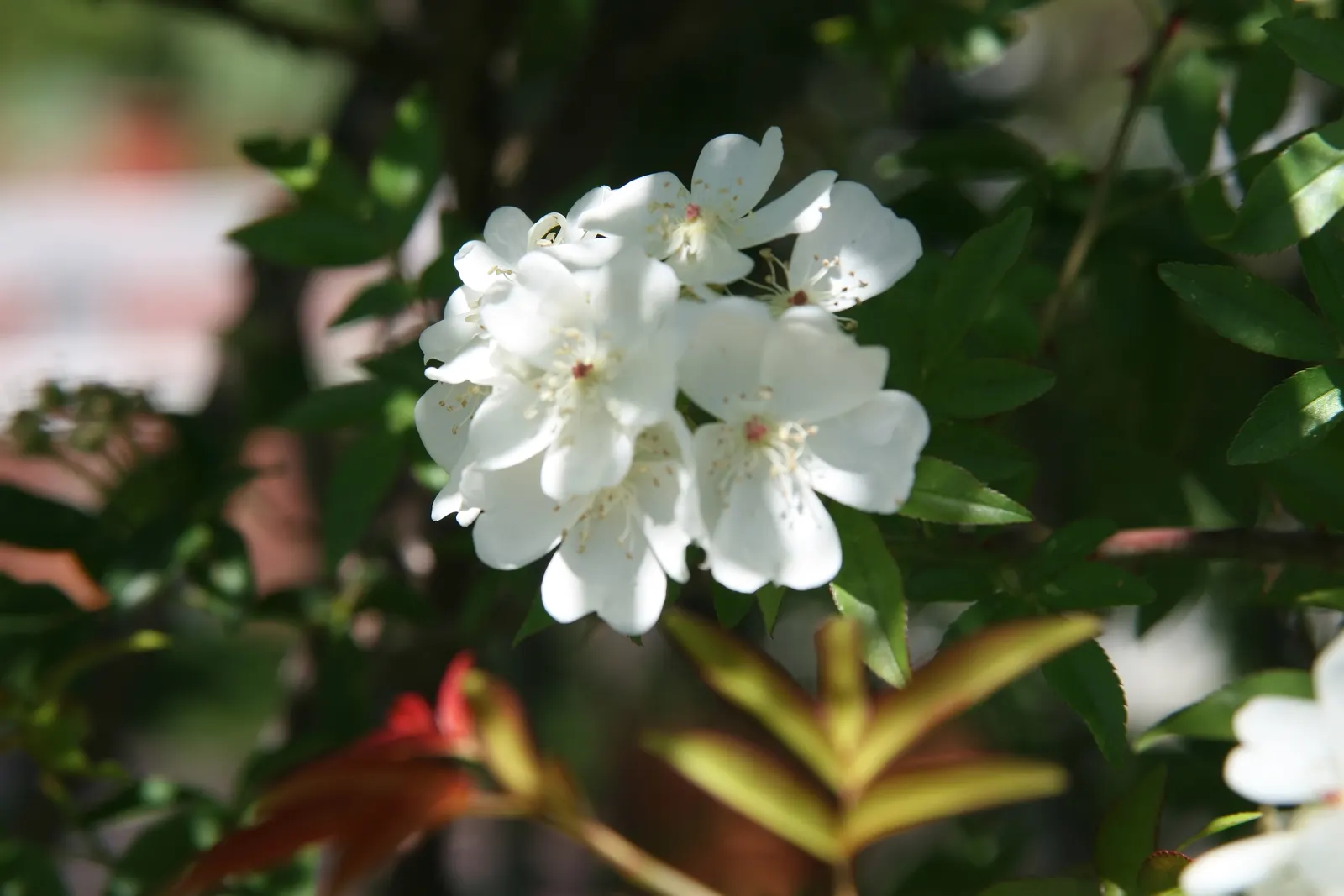 Lady Banks' Rose (Rosa Banksiae) — vine with white blooms
