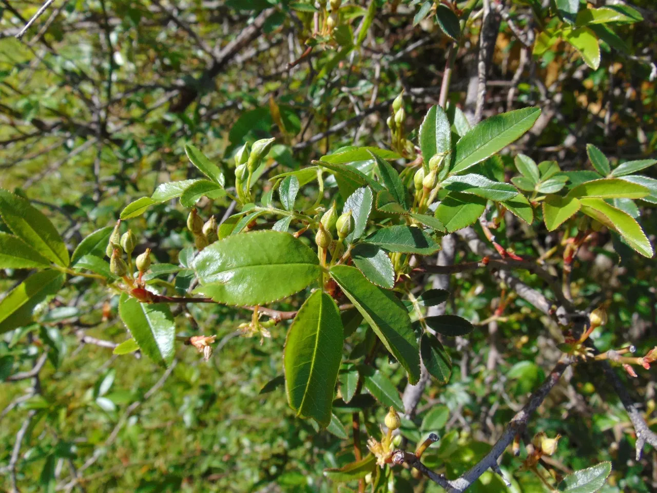 Lady Banks' Rose (Rosa Banksiae) — This thornless perennial can reach heights up to 20 feet and spreads up to 15 feet; and fences.<br><br>This deciduous to