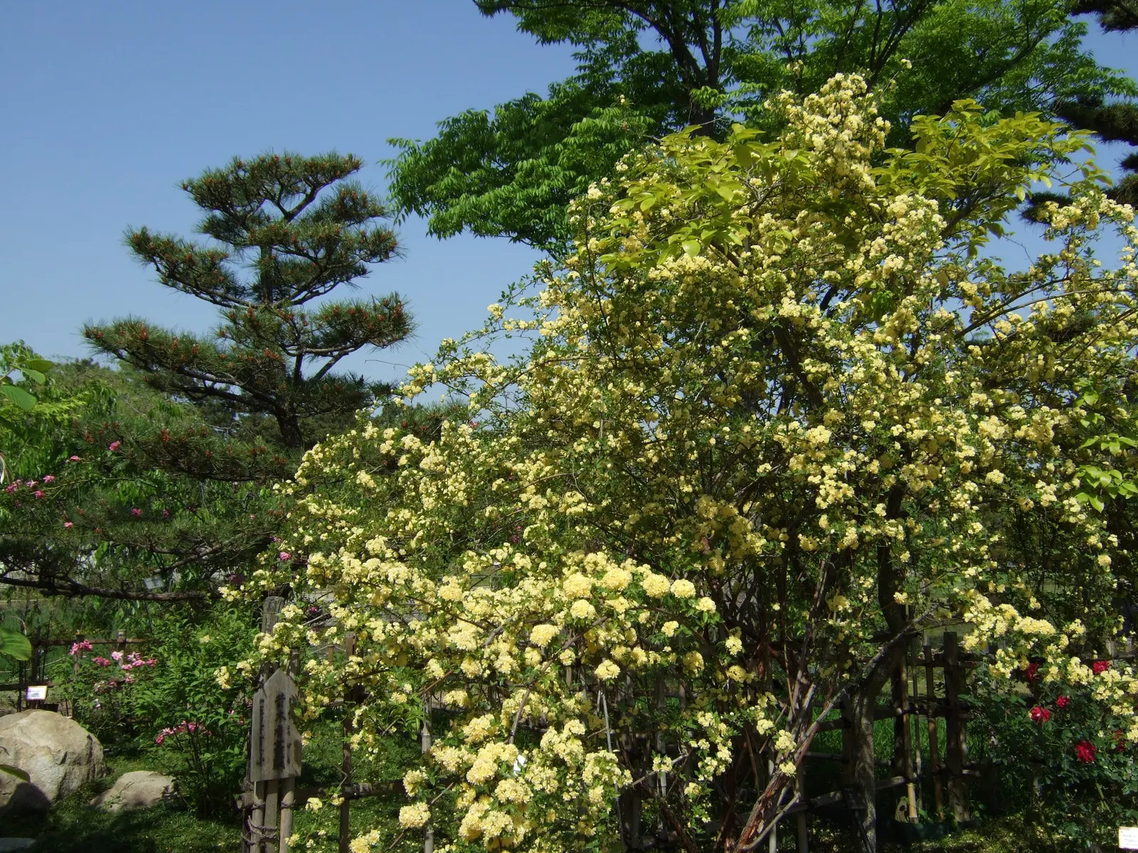Lady Banks' Rose (Rosa Banksiae) — aligning well with xeriscape principles.<br><br>Hardy in USDA zones 6 through 9