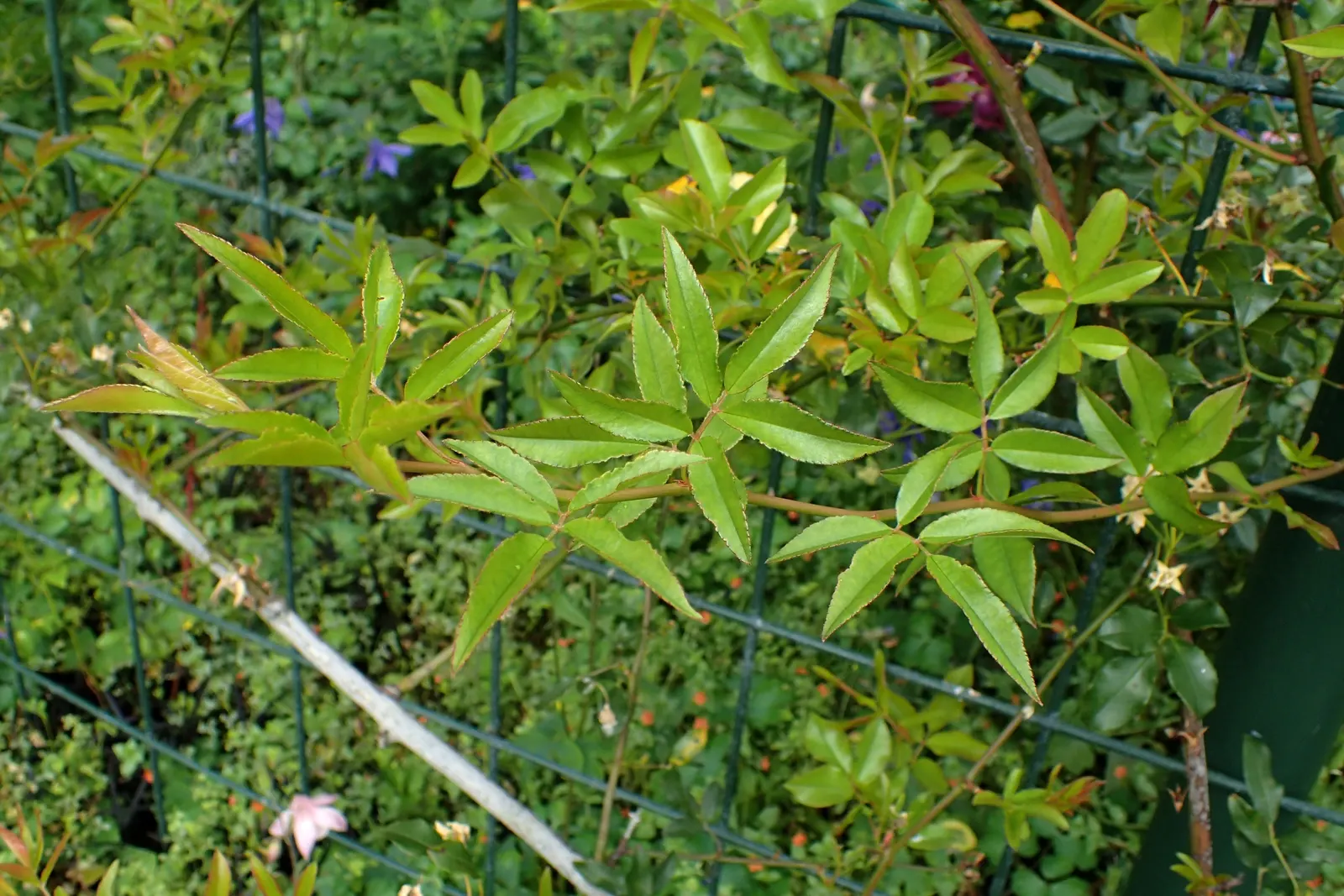Lady Banks' Rose (Rosa Banksiae) — aligning well with xeriscape principles.<br><br>Hardy in USDA zones 6 through 9; which is crucial information for the end