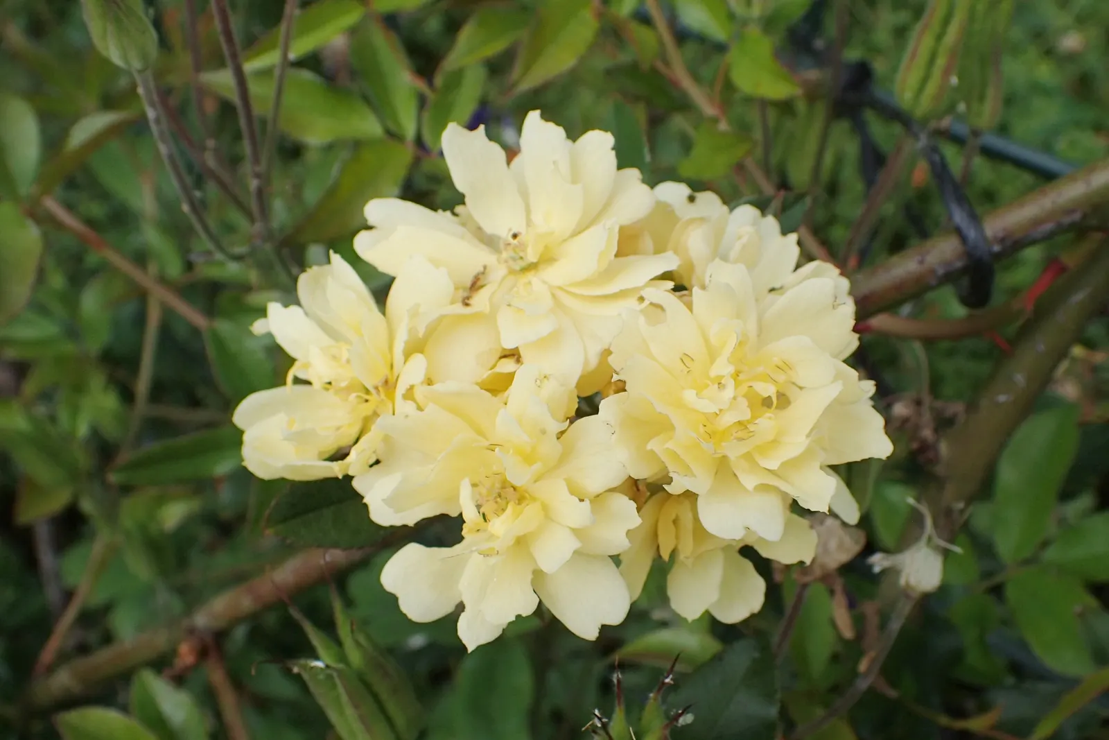 Lady Banks' Rose (Rosa Banksiae) — double blooms that emerge in the spring; is a timeless and classic choice for an ornamental landscape element
