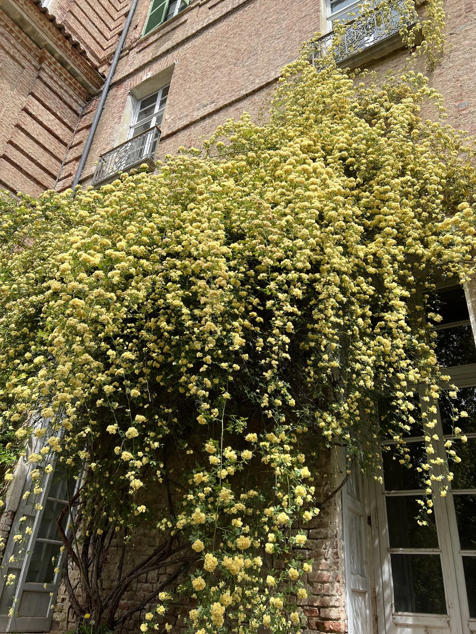 Lady Banks' Rose (Rosa Banksiae) — allowing for a spectacular vertical display