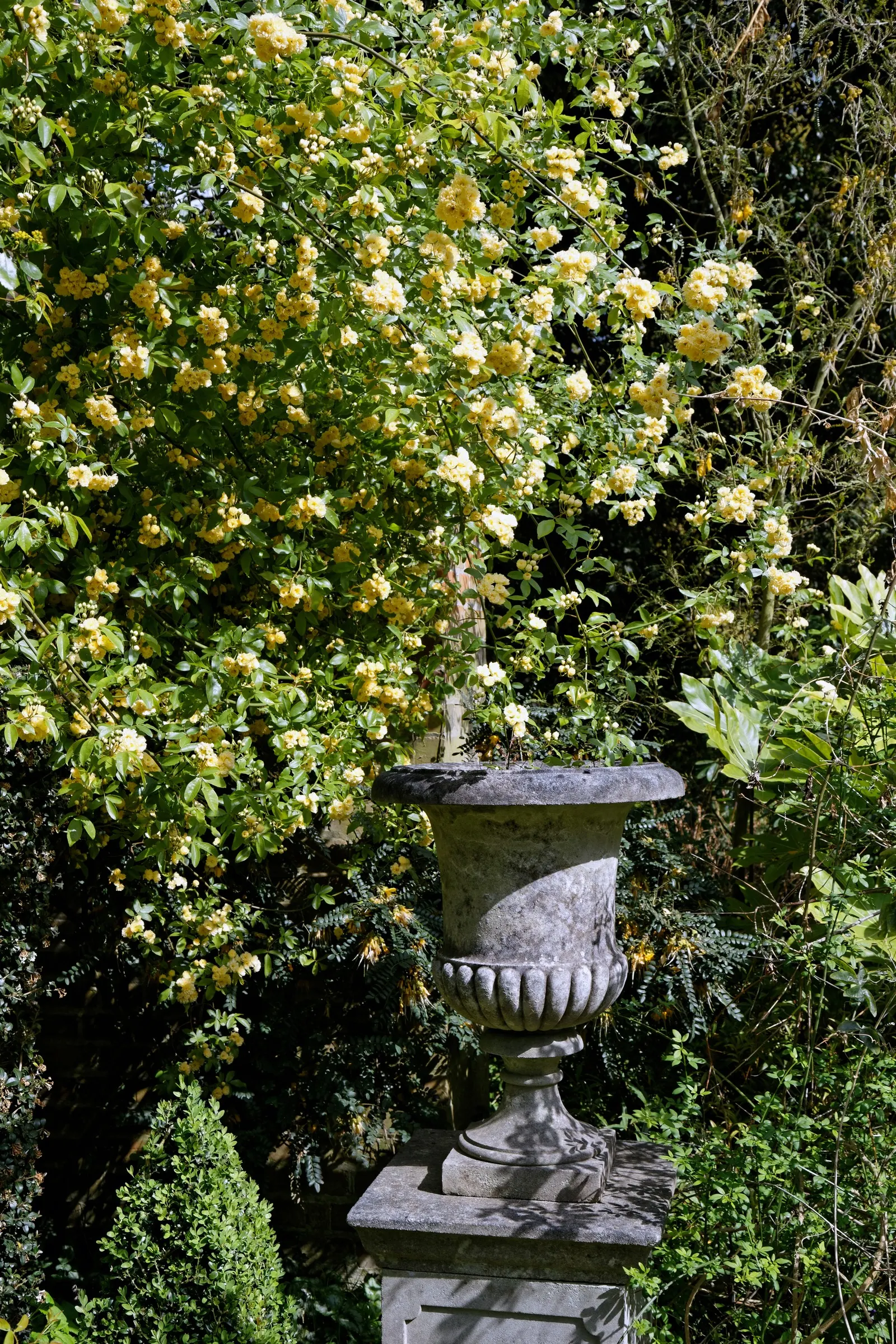 Lady Banks' Rose (Rosa Banksiae) — scientifically known as Rosa banksiae; dark green foliage that serves as a stunning backdrop to the mass of miniature