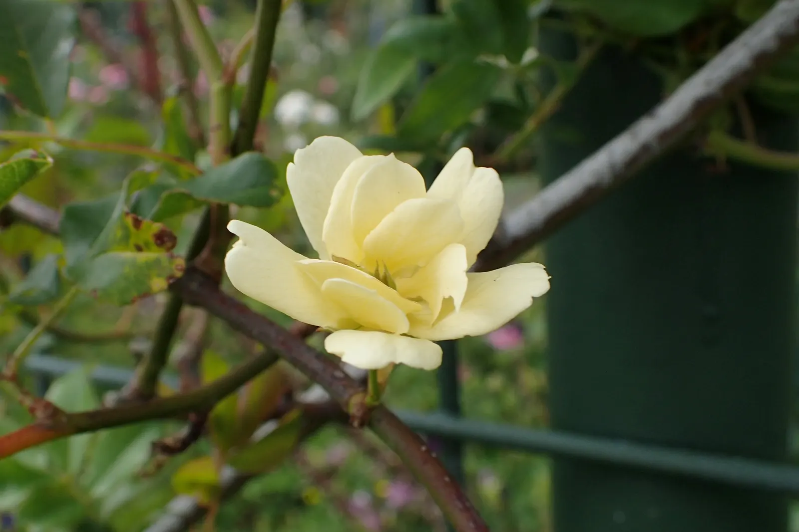 Lady Banks' Rose (Rosa Banksiae) — the Lady Banks' Rose requires minimal watering; yellow or white flowers blooming profusely in spring