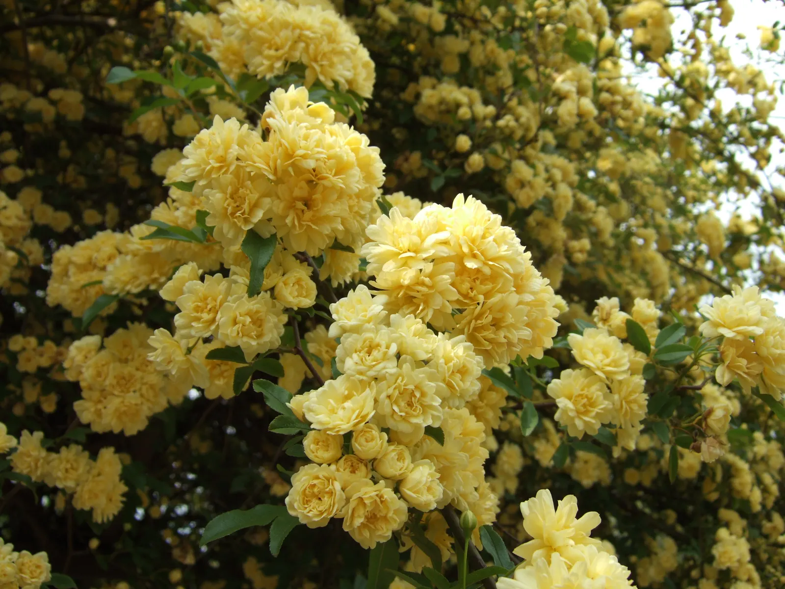 Lady Banks' Rose (Rosa Banksiae) — consider its mature spread