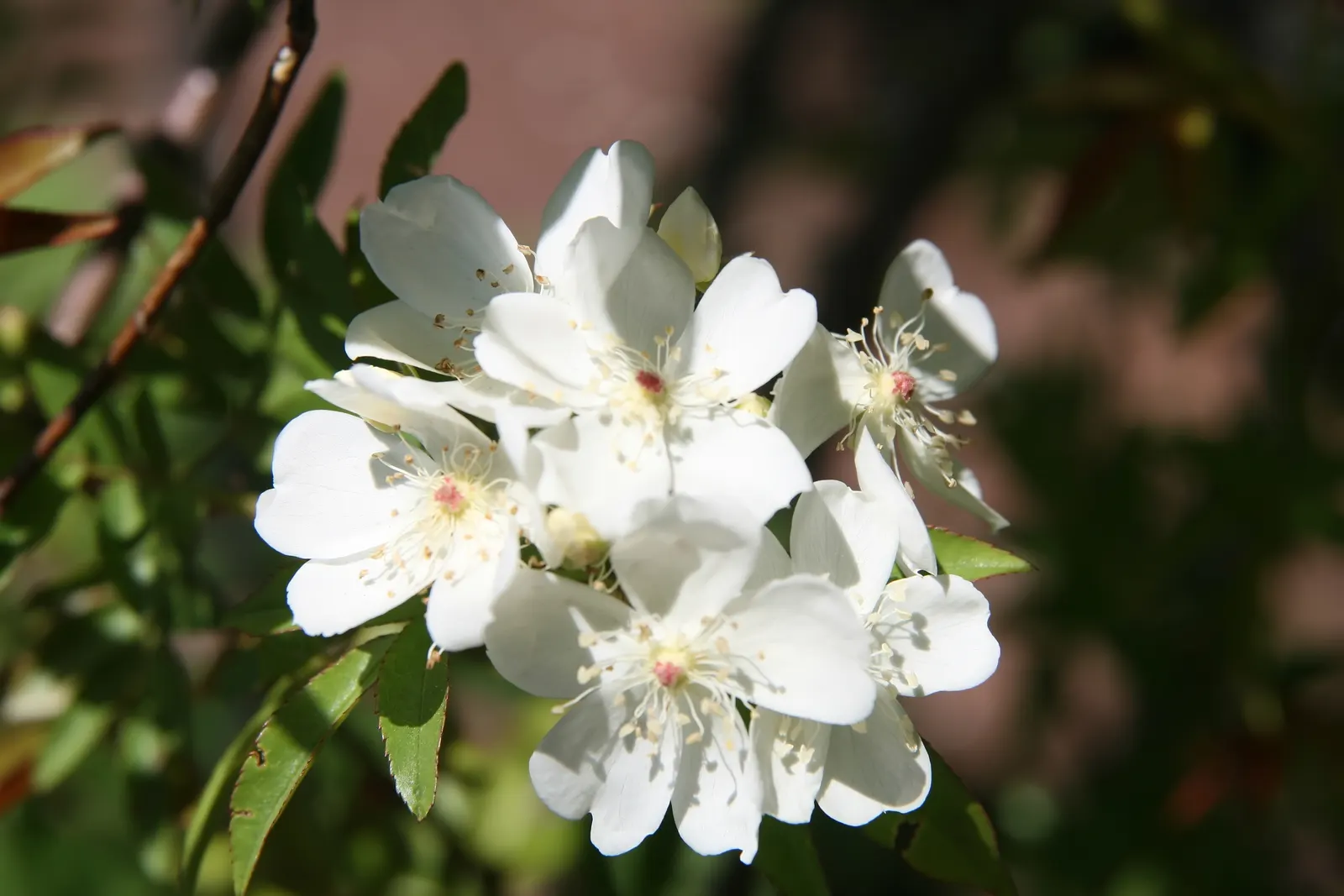 Lady Banks' Rose (Rosa Banksiae) — is a timeless and classic choice for an ornamental landscape element