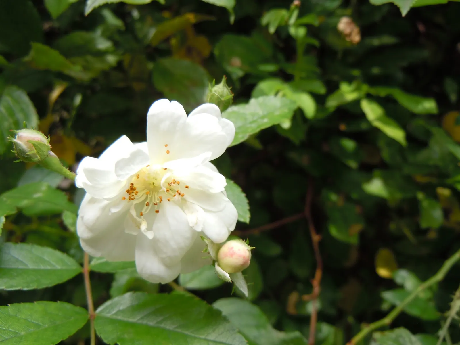 Lady Banks' Rose (Rosa Banksiae) — making it an ideal candidate for trellises