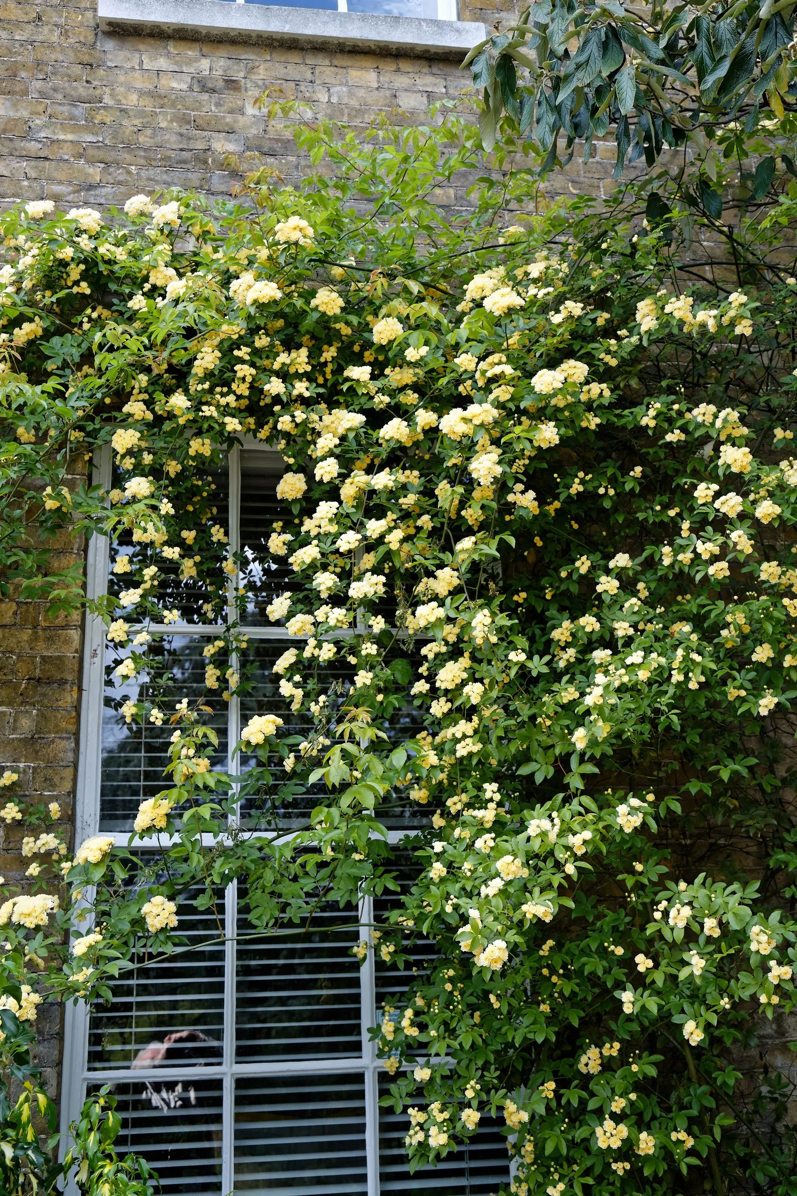 Lady Banks' Rose (Rosa Banksiae) — yellow or white flowers blooming profusely in spring; plant in well-drained soil with full sun to partial shade