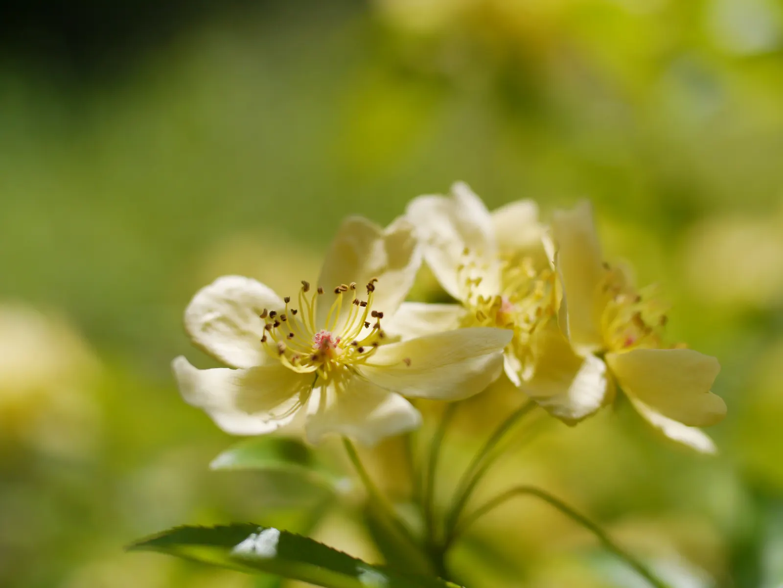 Lady Banks' Rose (Rosa Banksiae) — which is crucial information for the end client looking for a sustainable and hassle-free garden addition