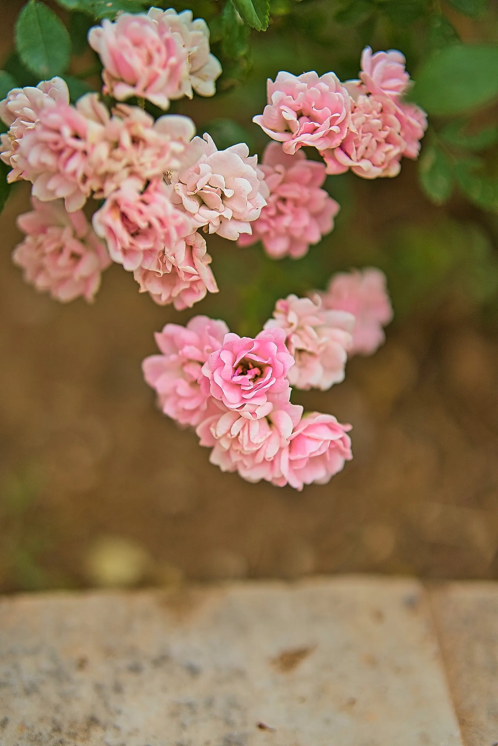 Lady Banks' Rose (Rosa Banksiae) — yellow or white flowers blooming profusely in spring; plant in well-drained soil with full sun to partial shade, image 55